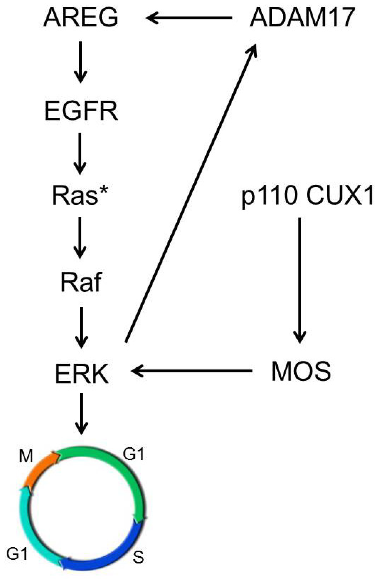 Cancers 13 02462 g008 Cancers 13 02462 g008