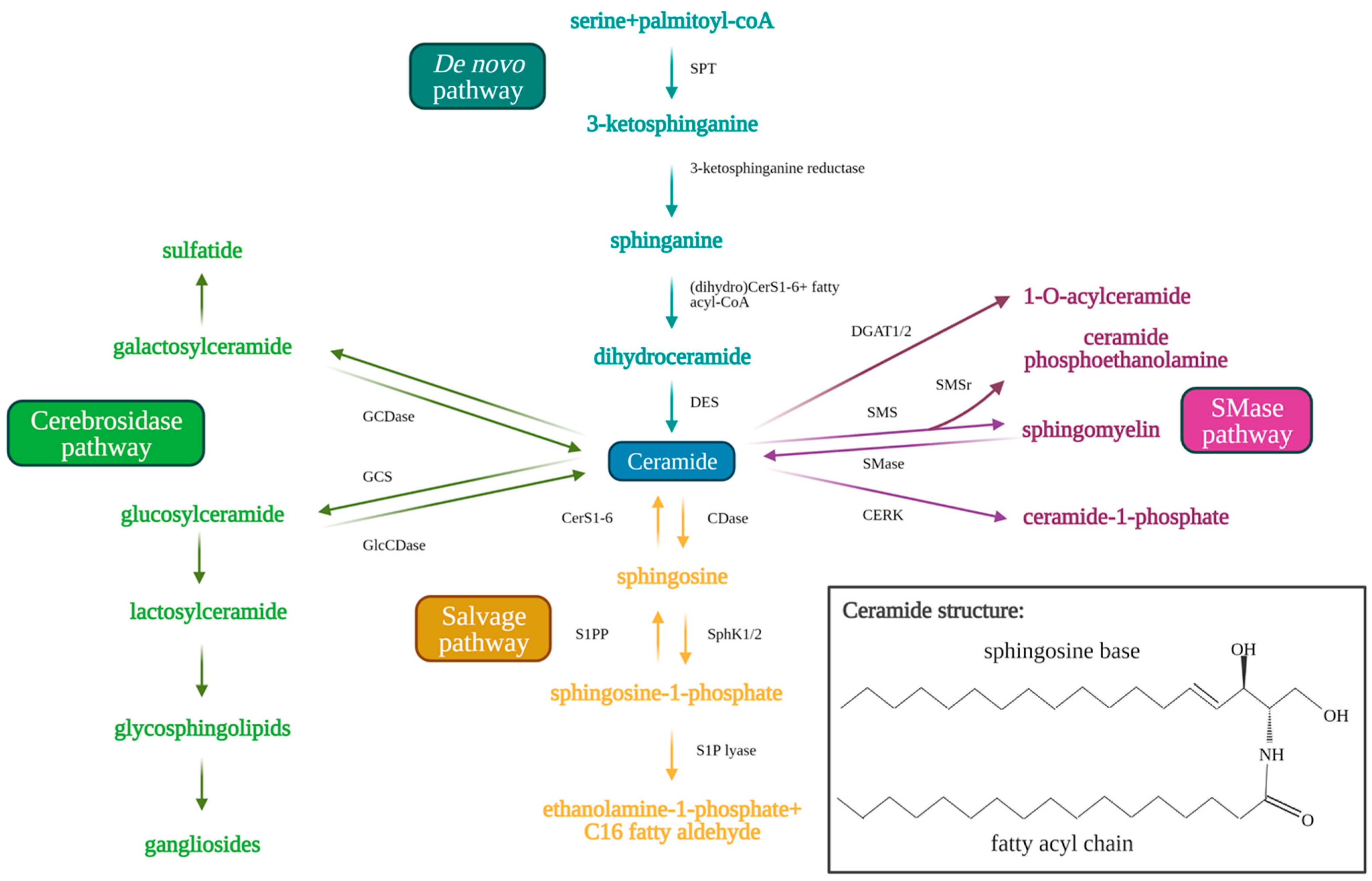 Cancers 13 02475 g001