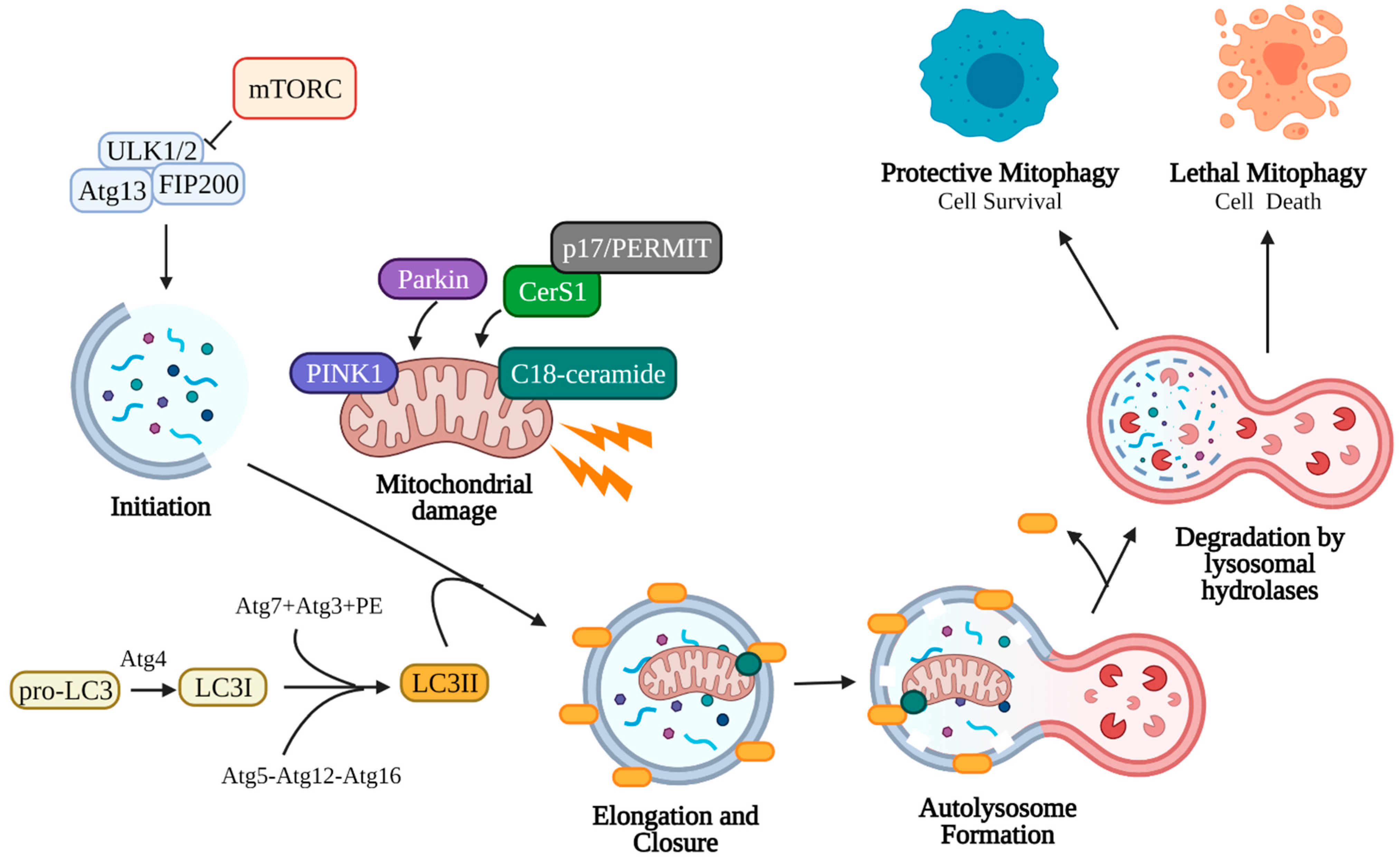 Cancers 13 02475 g002