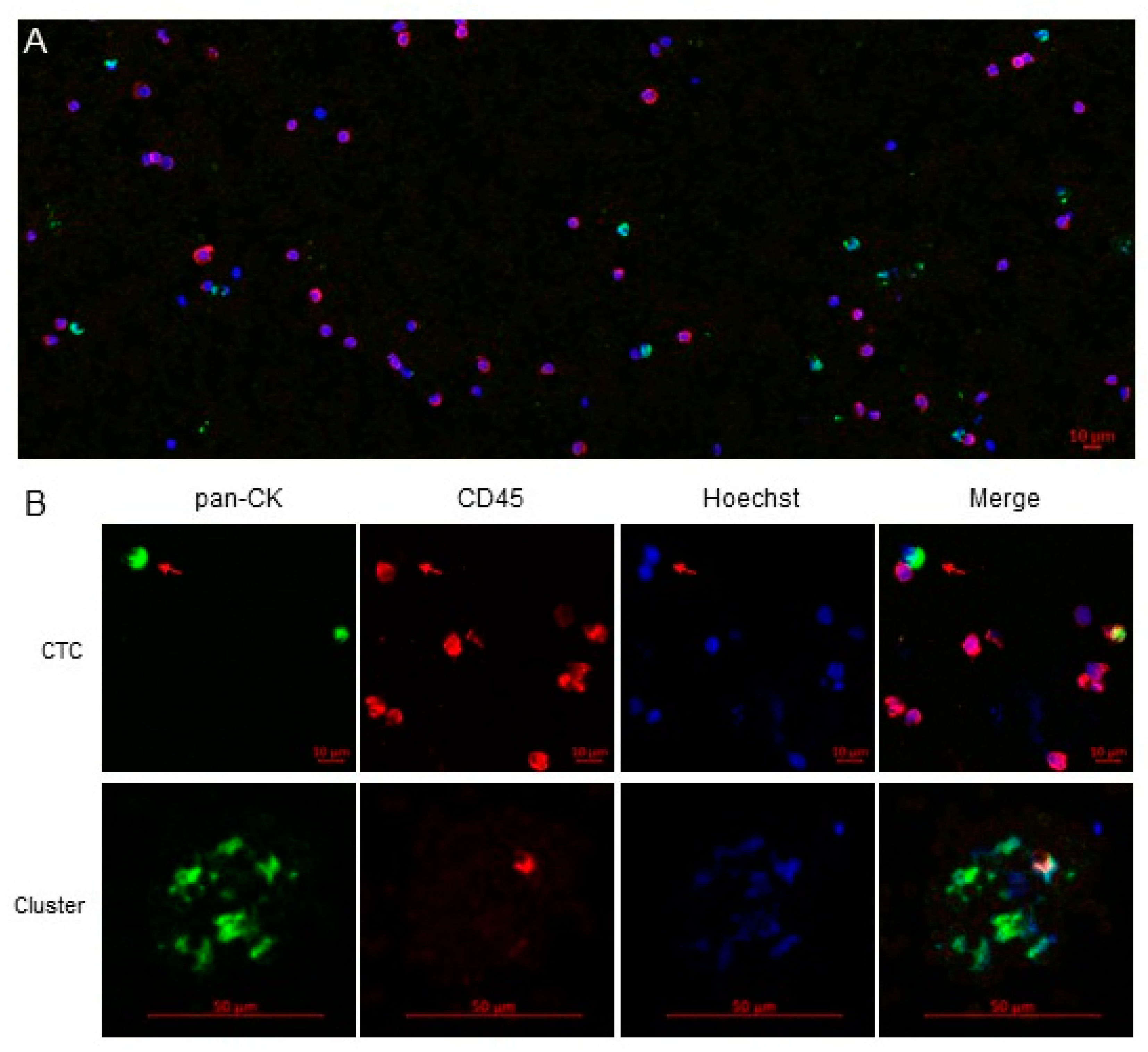 Cancers 13 02476 g003 Cancers 13 02476 g003