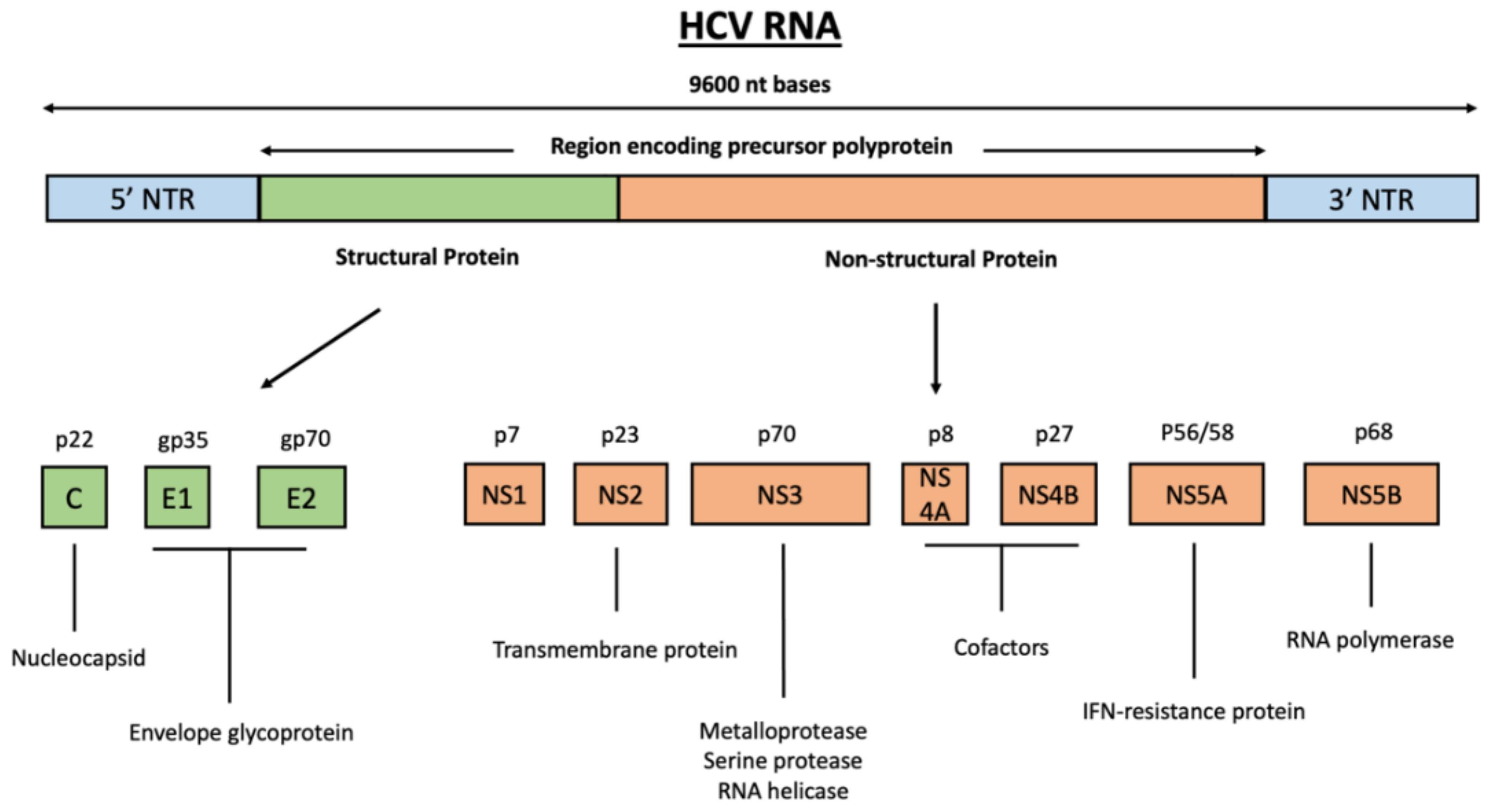Cancers Free FullText HCV Proteins Modulate the Host Cell miRNA
