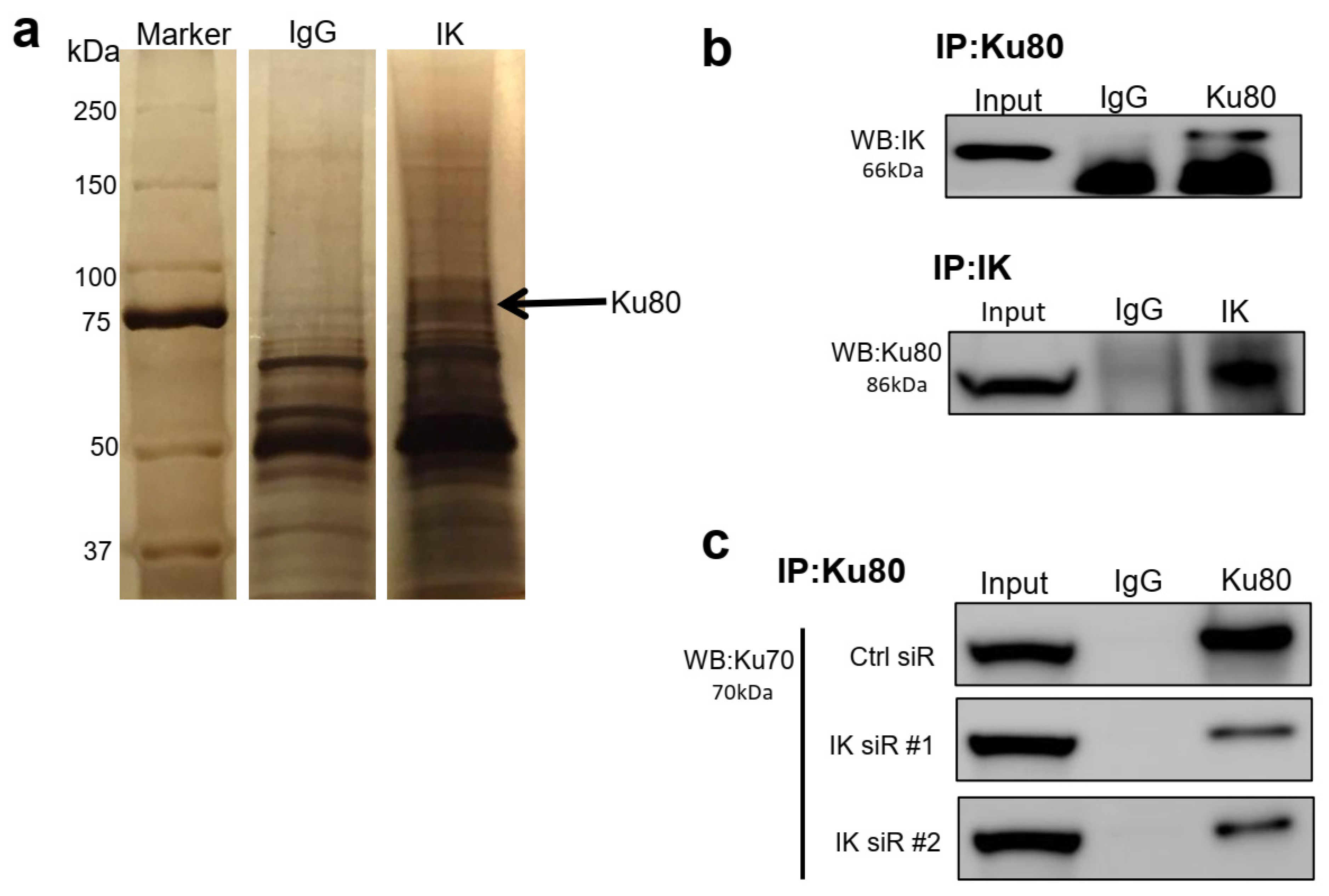 Cancers 13 02487 g003 Cancers 13 02487 g003