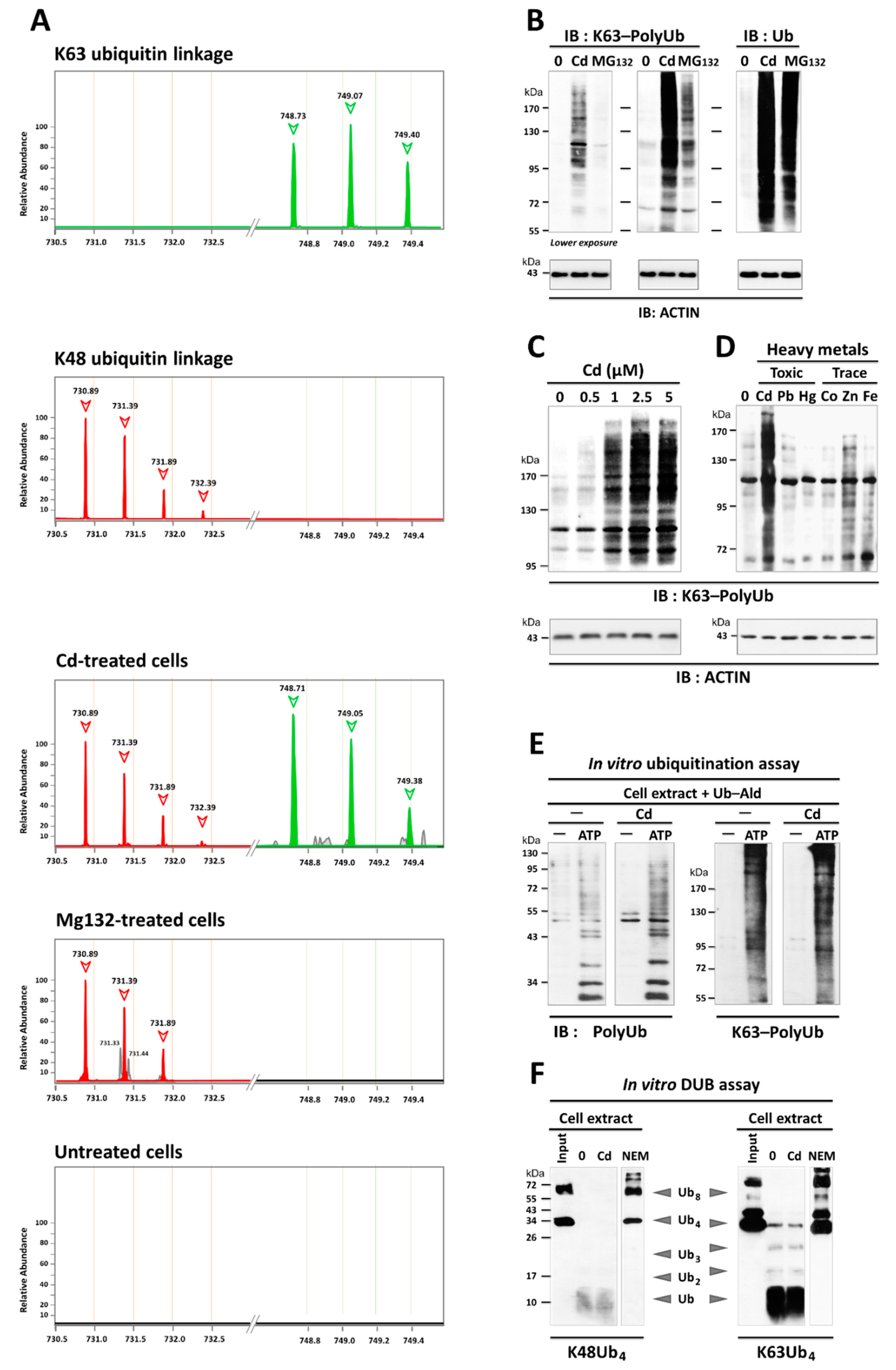 Cancers 13 02490 g003 Cancers 13 02490 g003