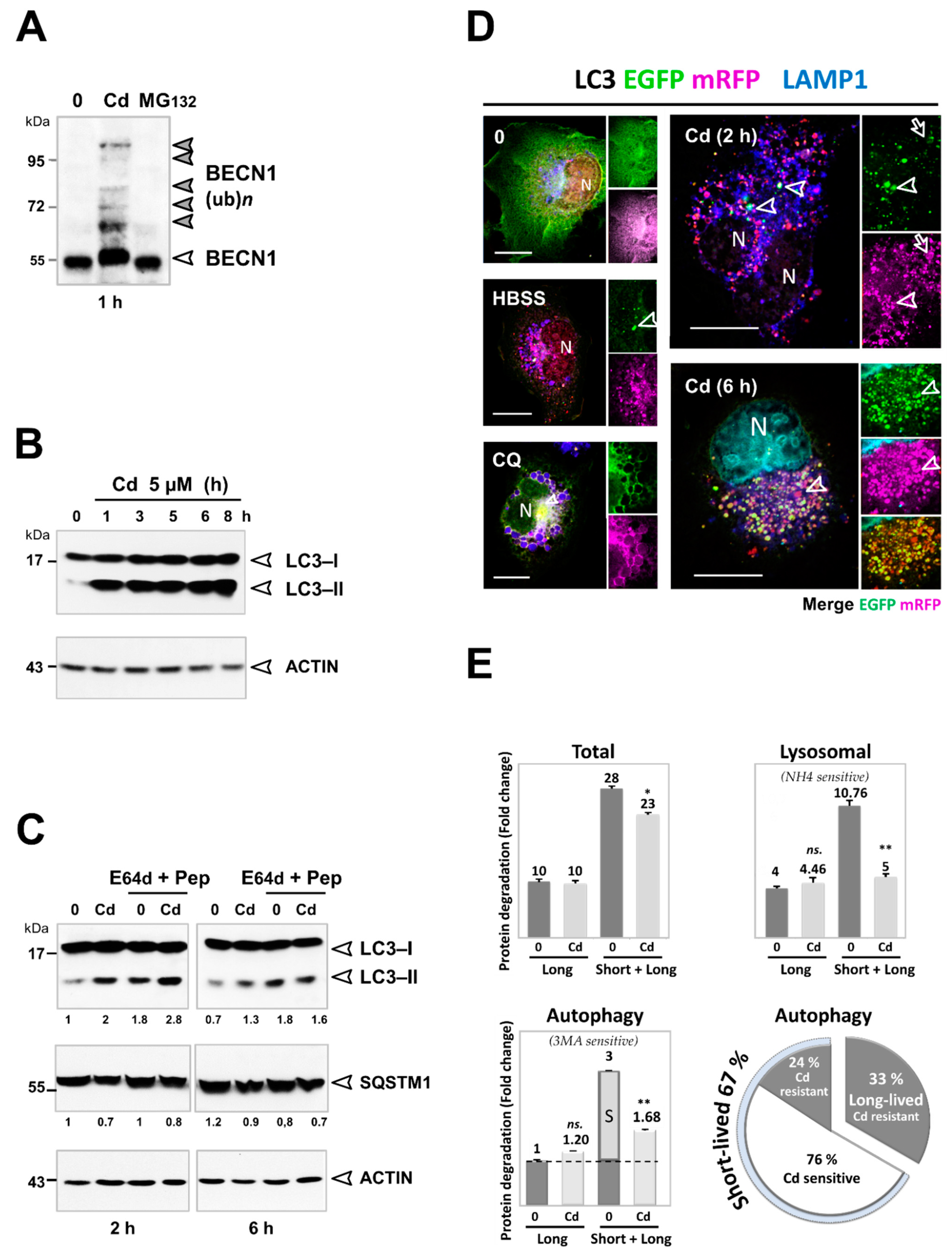Cancers 13 02490 g004 Cancers 13 02490 g004