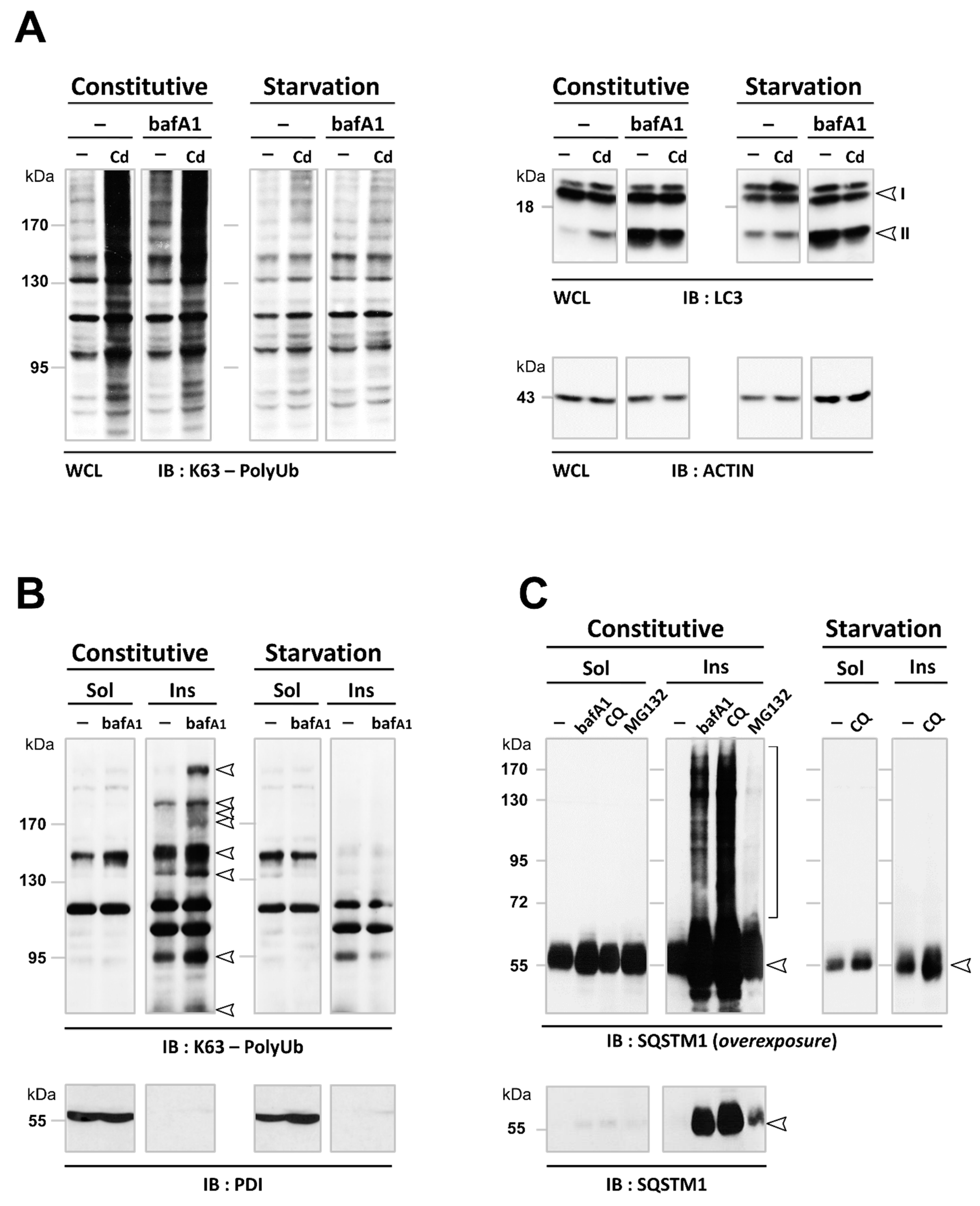 Cancers 13 02490 g007a Cancers 13 02490 g007a