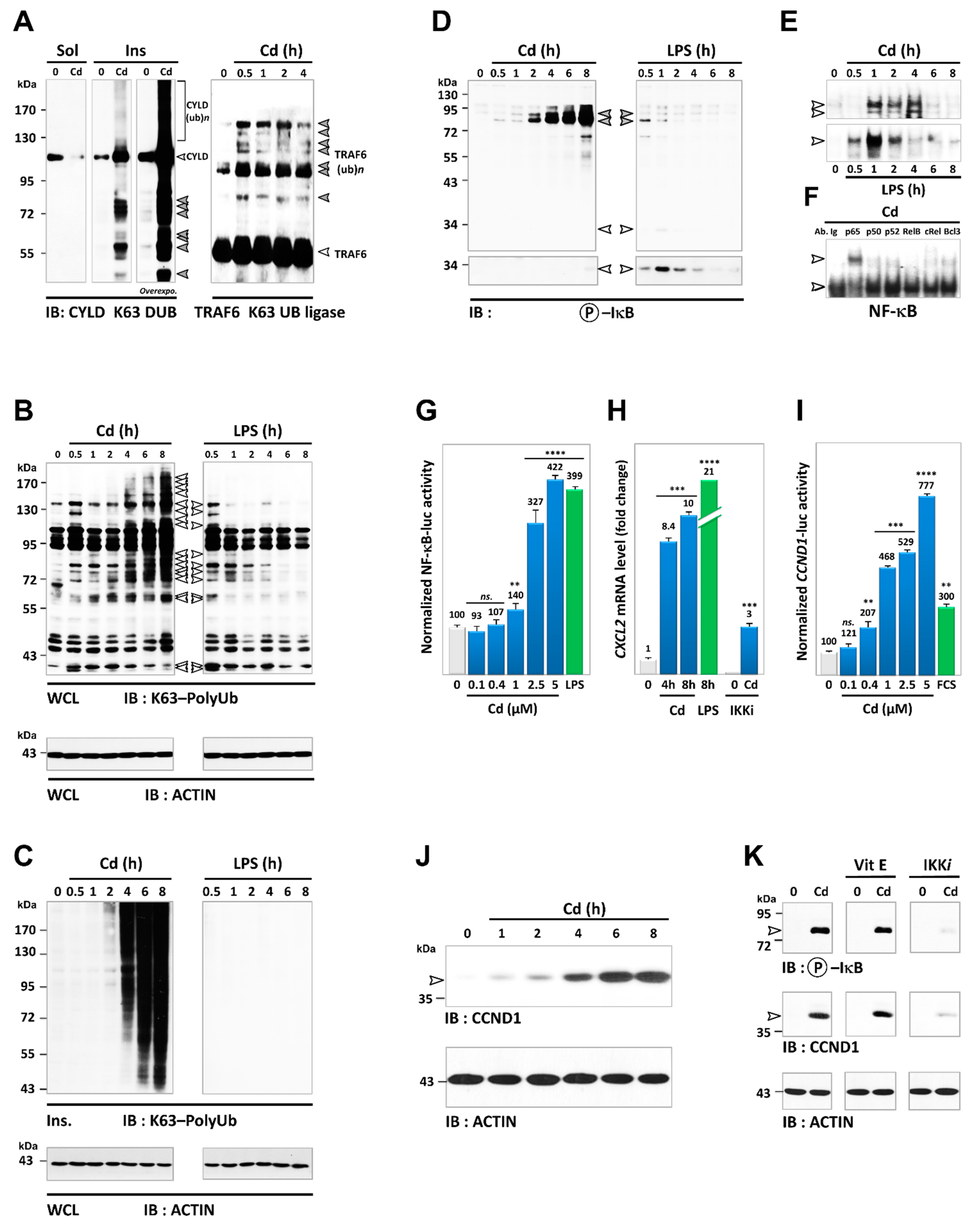 Cancers 13 02490 g008 Cancers 13 02490 g008