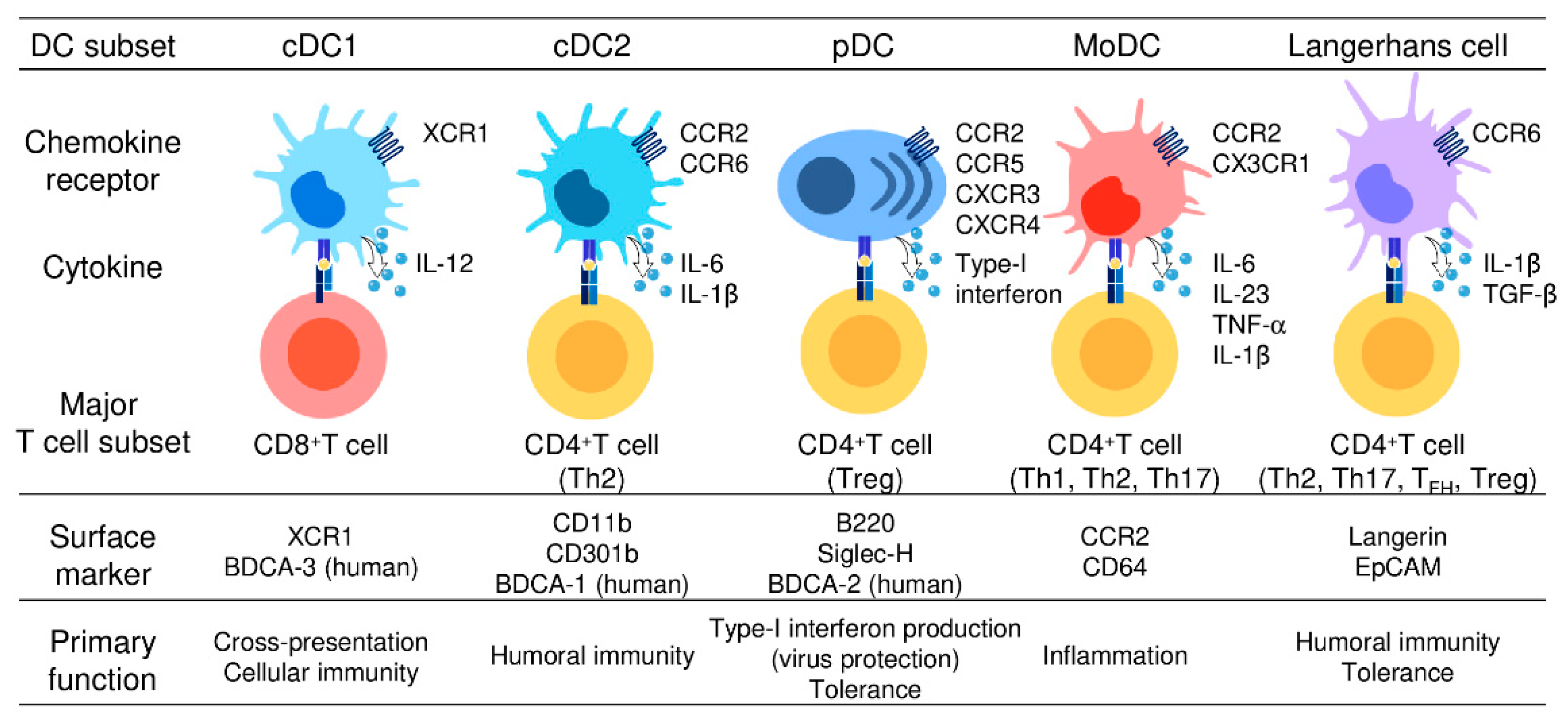 Cancers Free Full Text Recent Progress In Dendritic Cell Based Cancer Immunotherapy Html Cancers Free Full Text Recent Progress In Dendritic Cell Based Cancer Immunotherapy Html