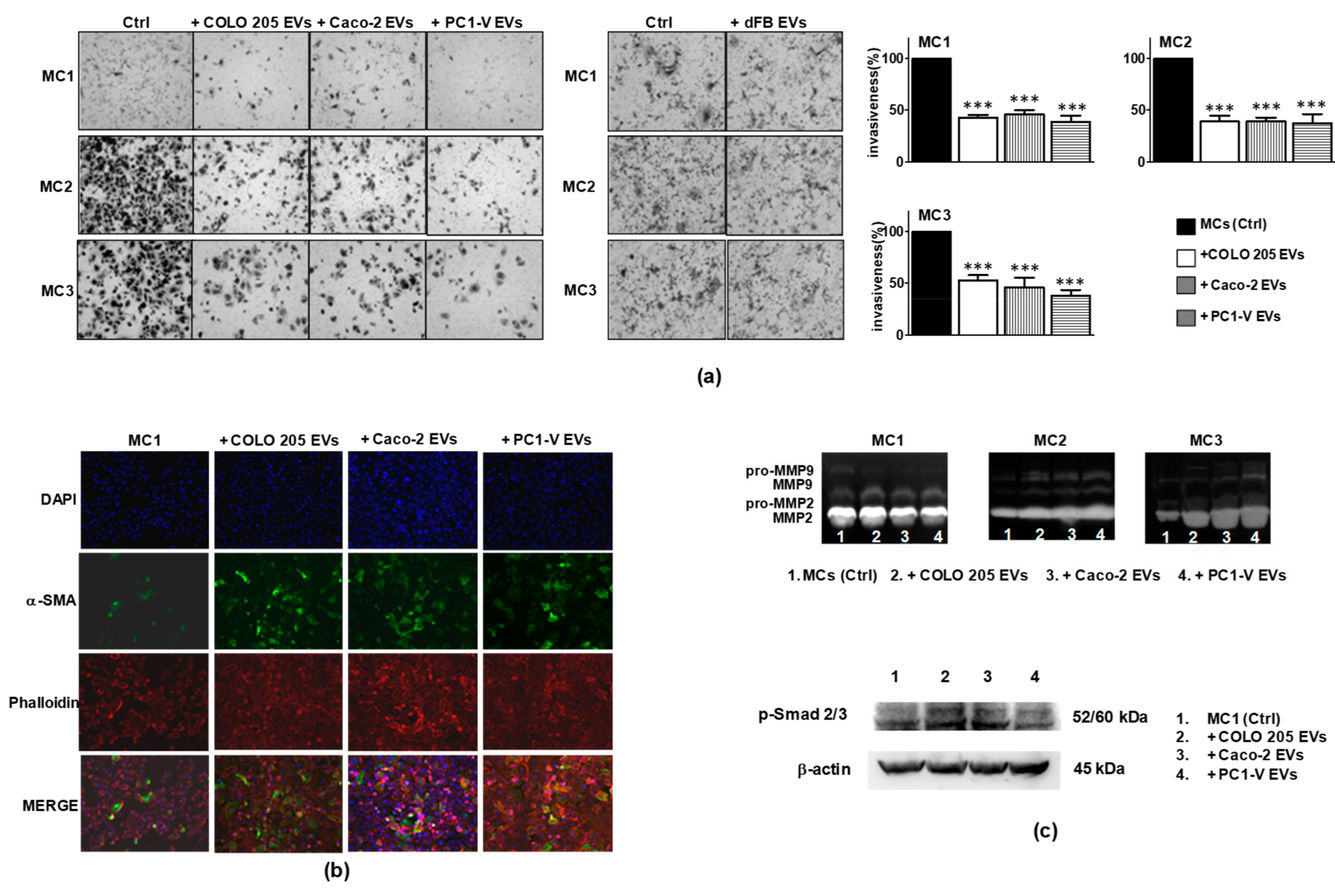 Cancers 13 02505 g005 Cancers 13 02505 g005