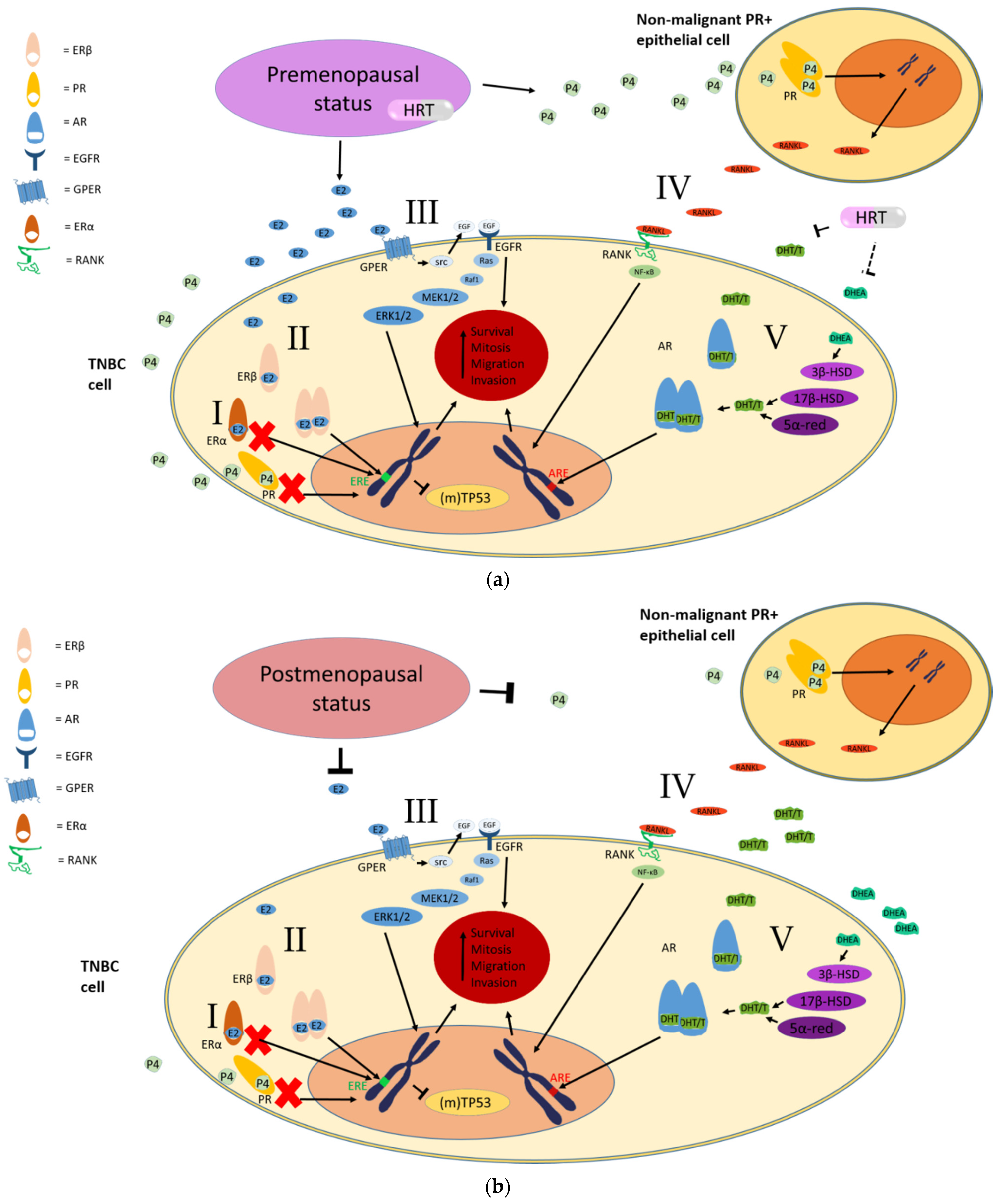 Cancers Free Full Text Estrogens And Progestogens In Triple Negative Breast Cancer Do They Harm Html