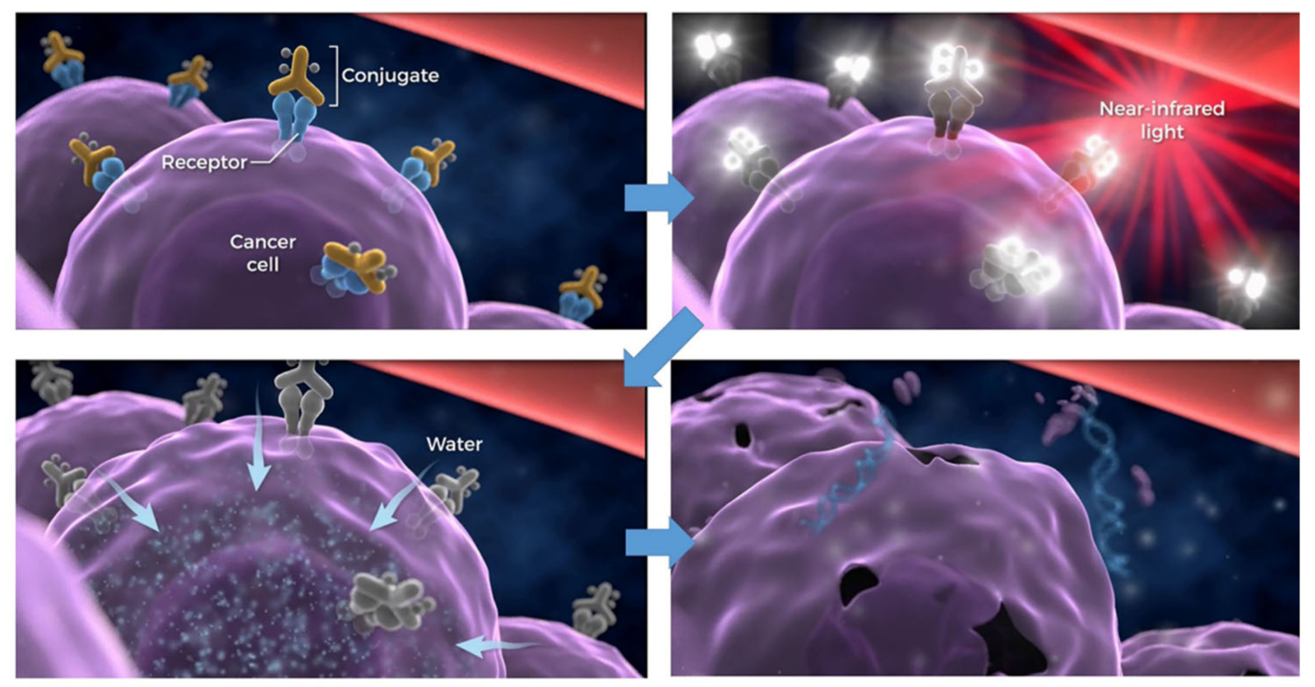 Cancers | Free Full-Text | Near Infrared Photoimmunotherapy; A Review of Targets for Cancer Therapy | HTML