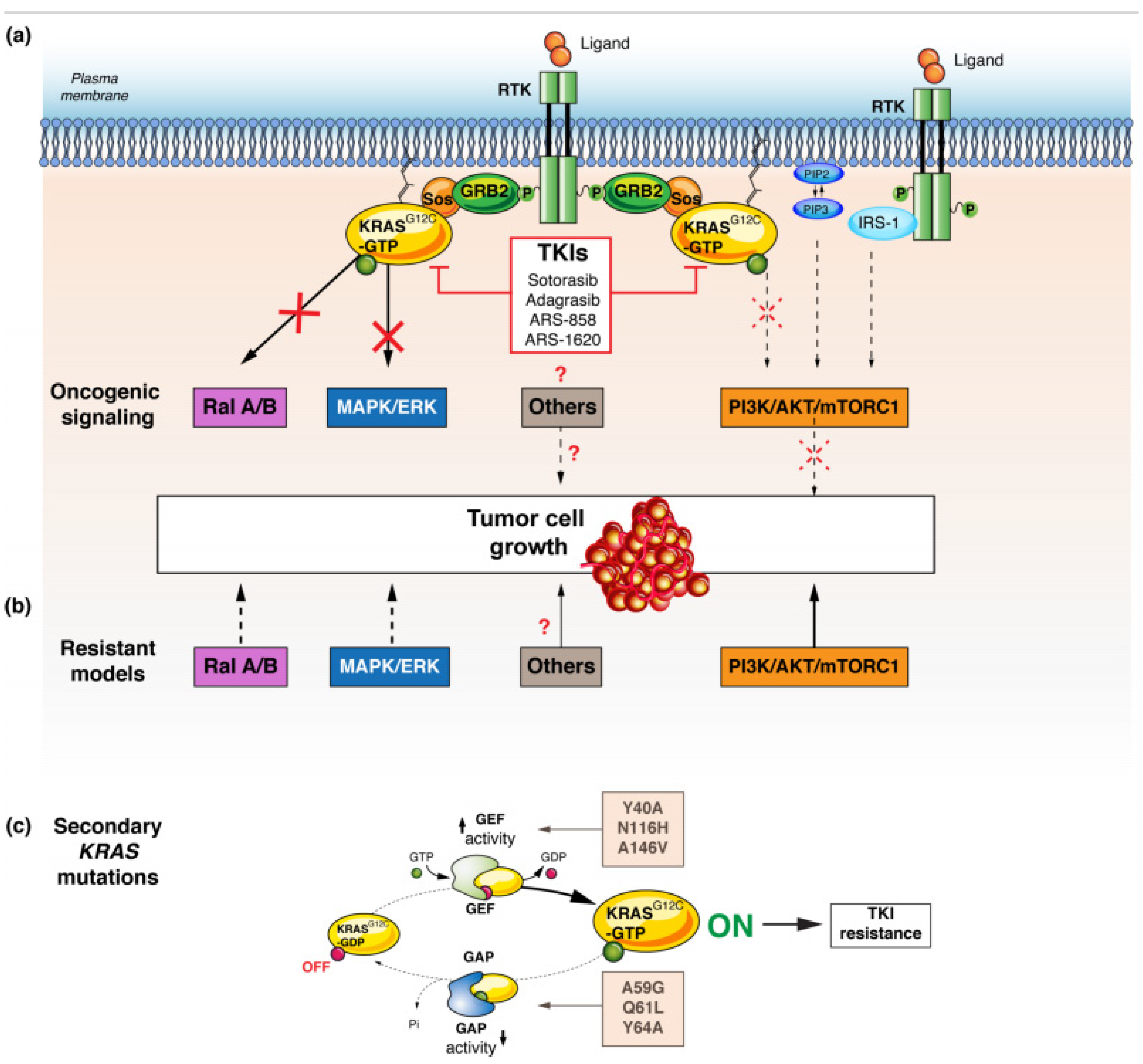 Cancers Free Full Text Kras G12c Mutations In Nsclc From Target To Resistance Html
