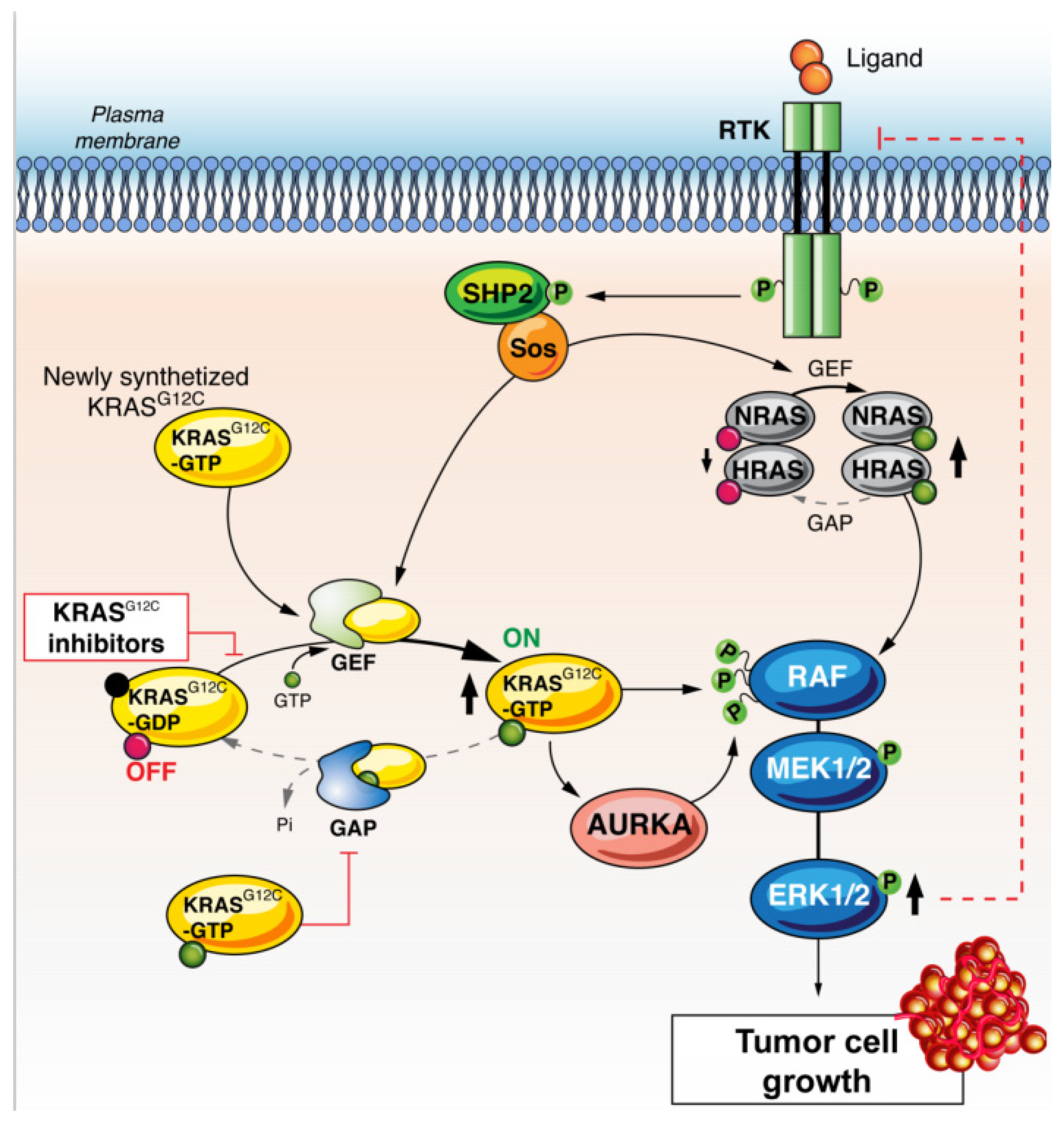 Cancers Free Full Text Kras G12c Mutations In Nsclc From Target To Resistance Html