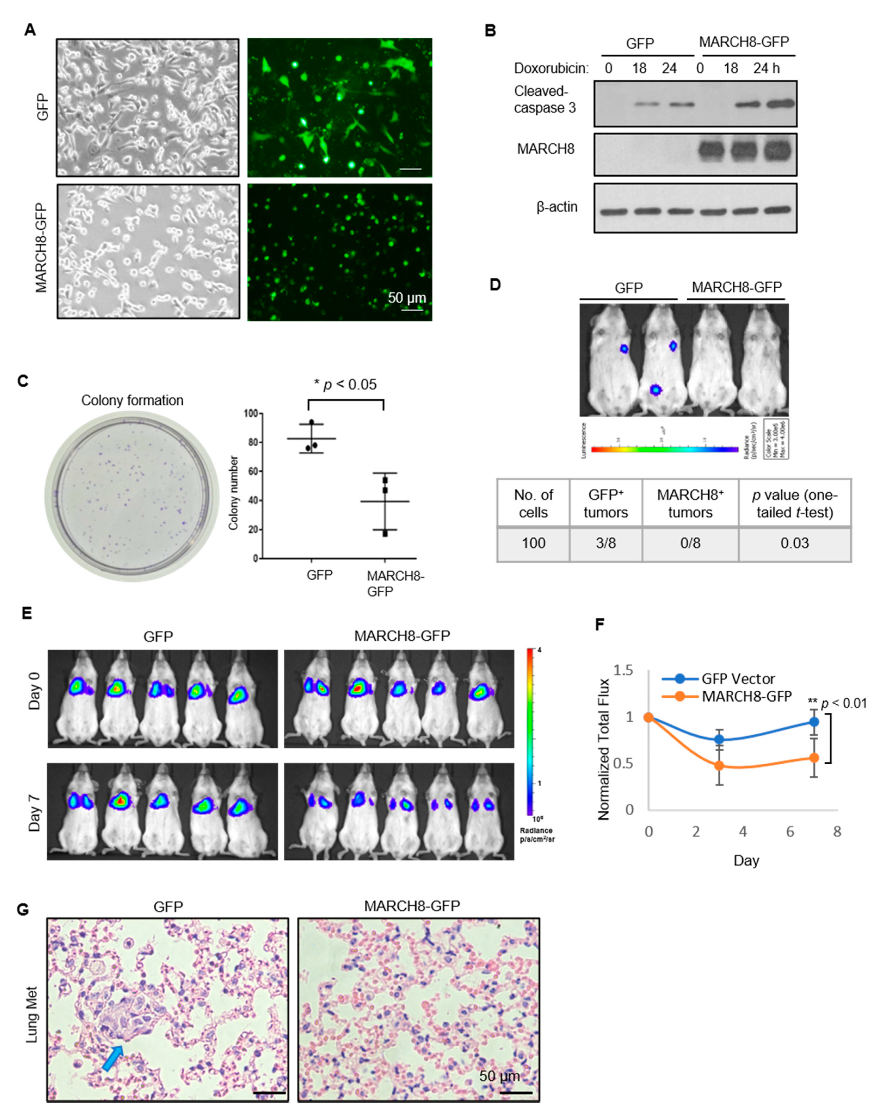 Cancers 13 02550 g004 Cancers 13 02550 g004