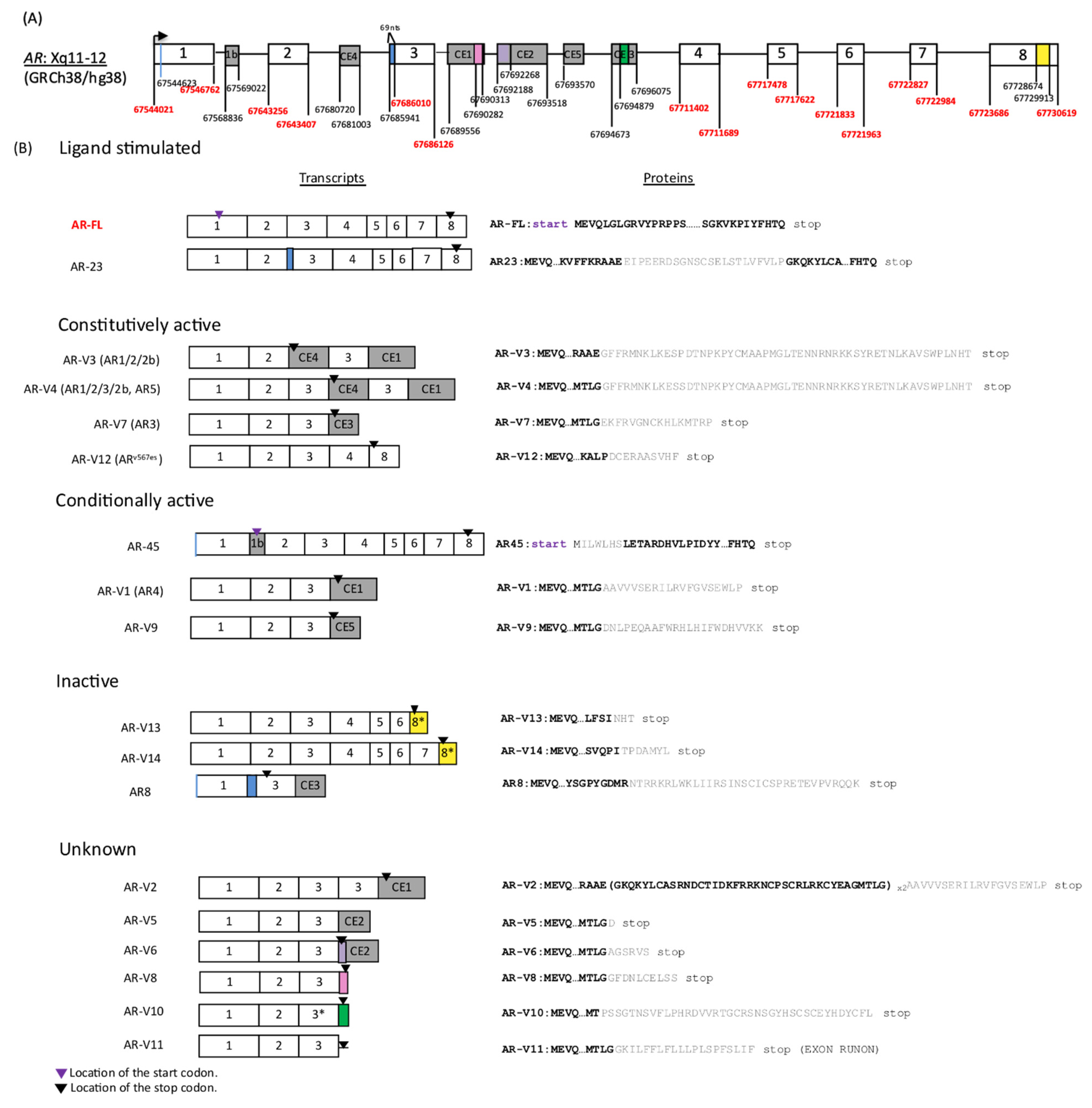 Cancers 13 02563 g001 Cancers 13 02563 g001