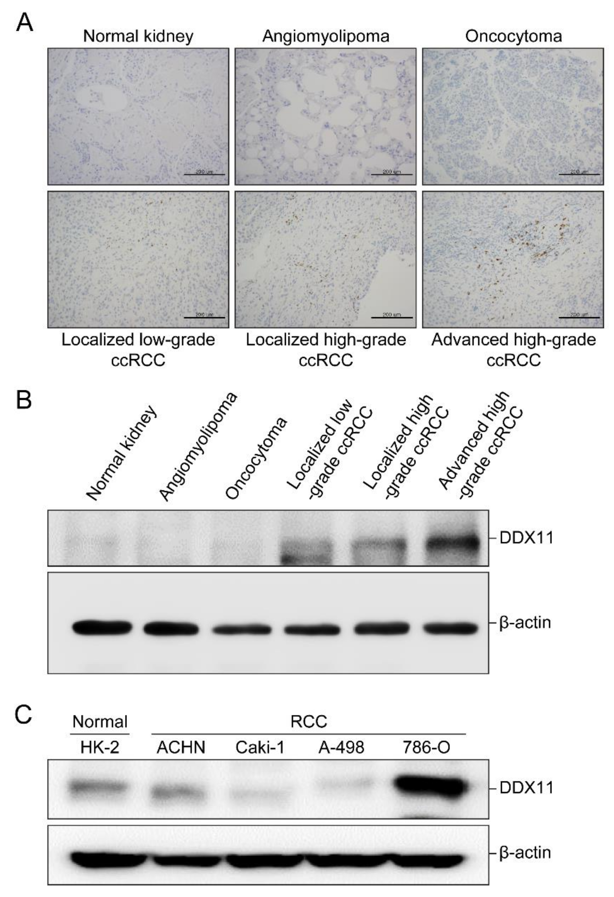 Cancers 13 02574 g001