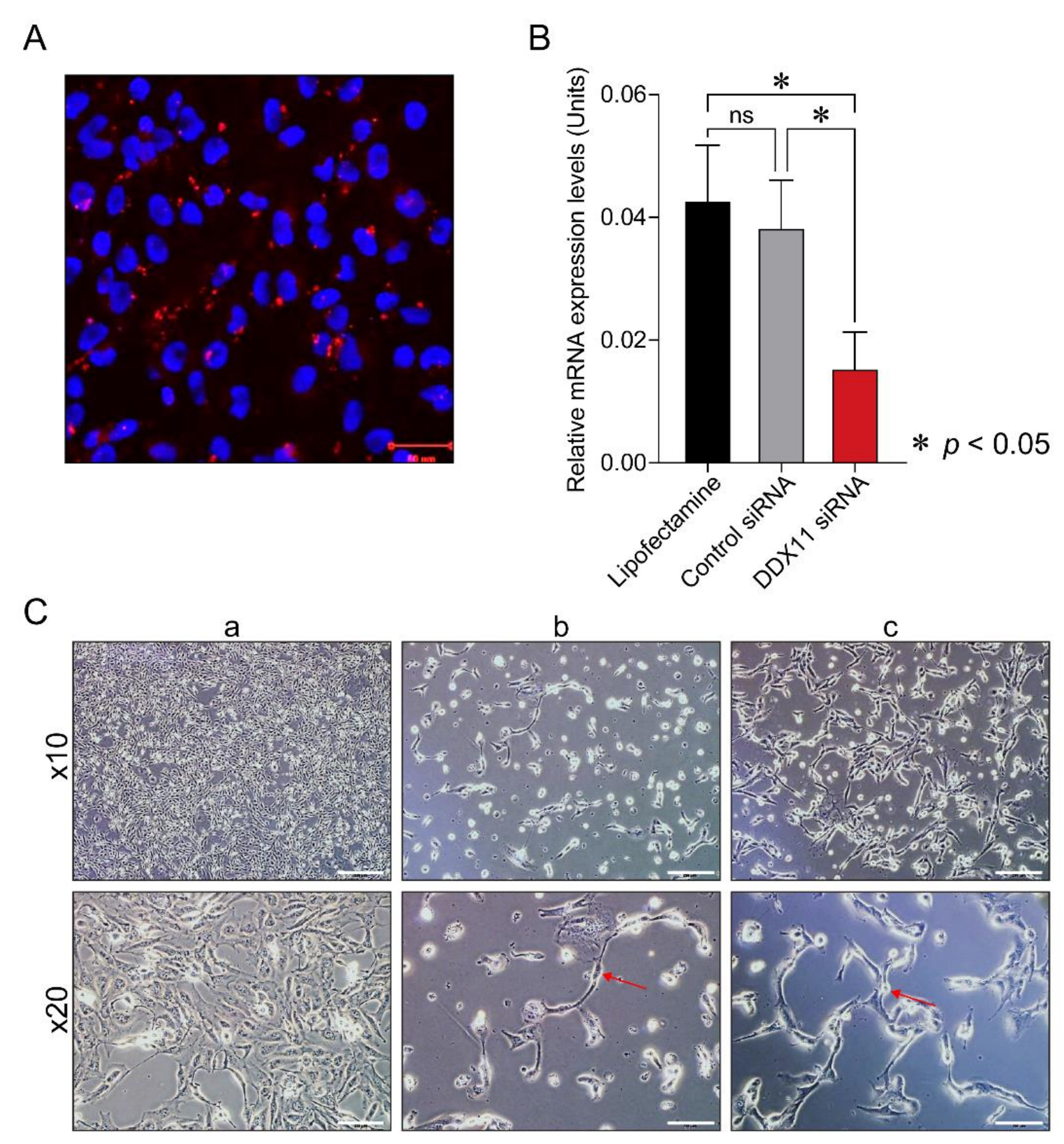 Cancers 13 02574 g003