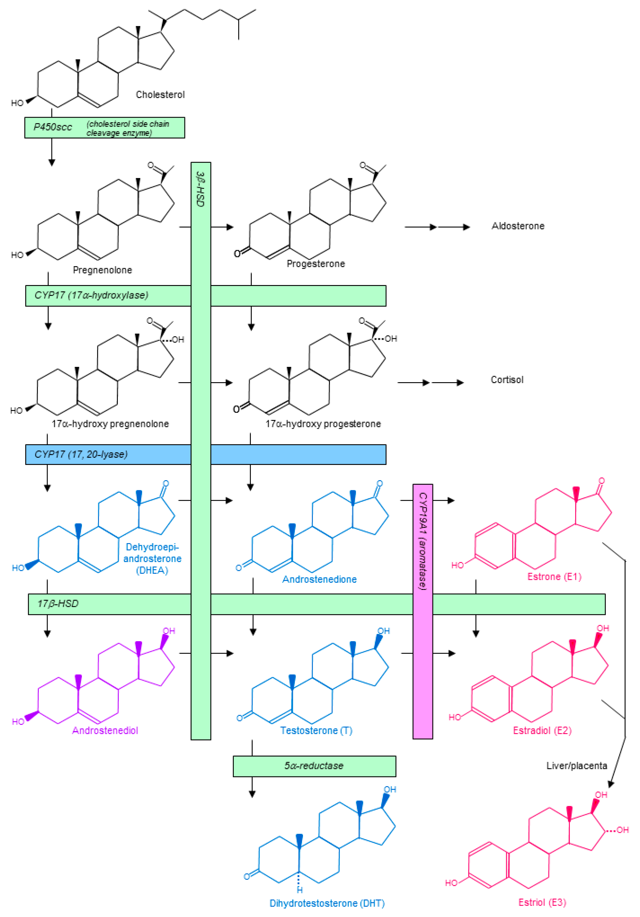 Cancers Free Full-Text Carcinogenesis of Triple-Negative Breast Cancer and Sex Steroid Hormones pic