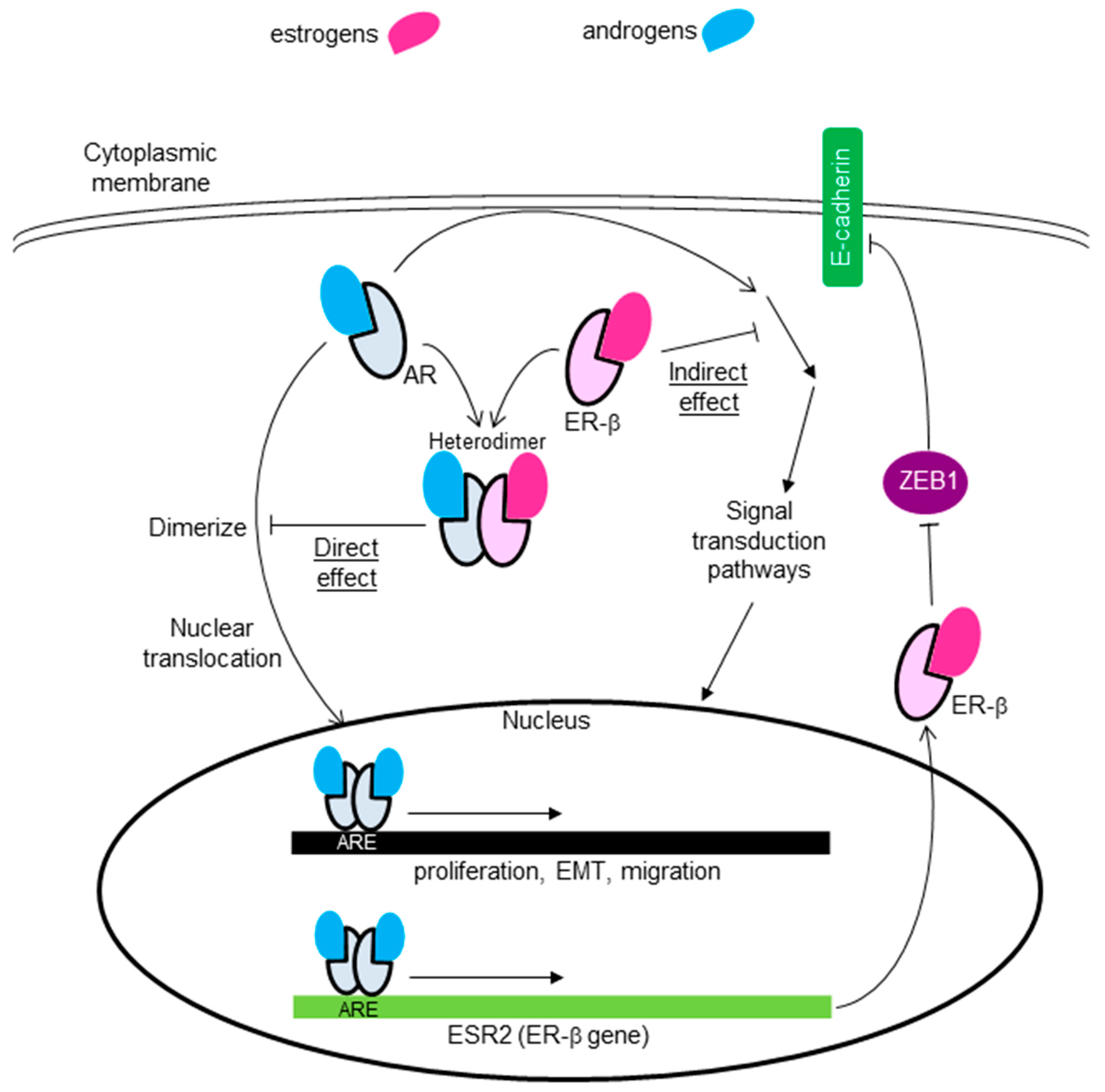 Cancers 13 02588 g006 Cancers 13 02588 g006