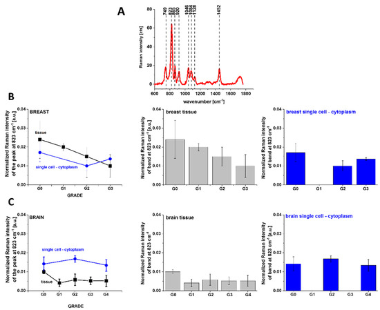 Revision of Commonly Accepted Warburg Mechanism of Cancer Development ...