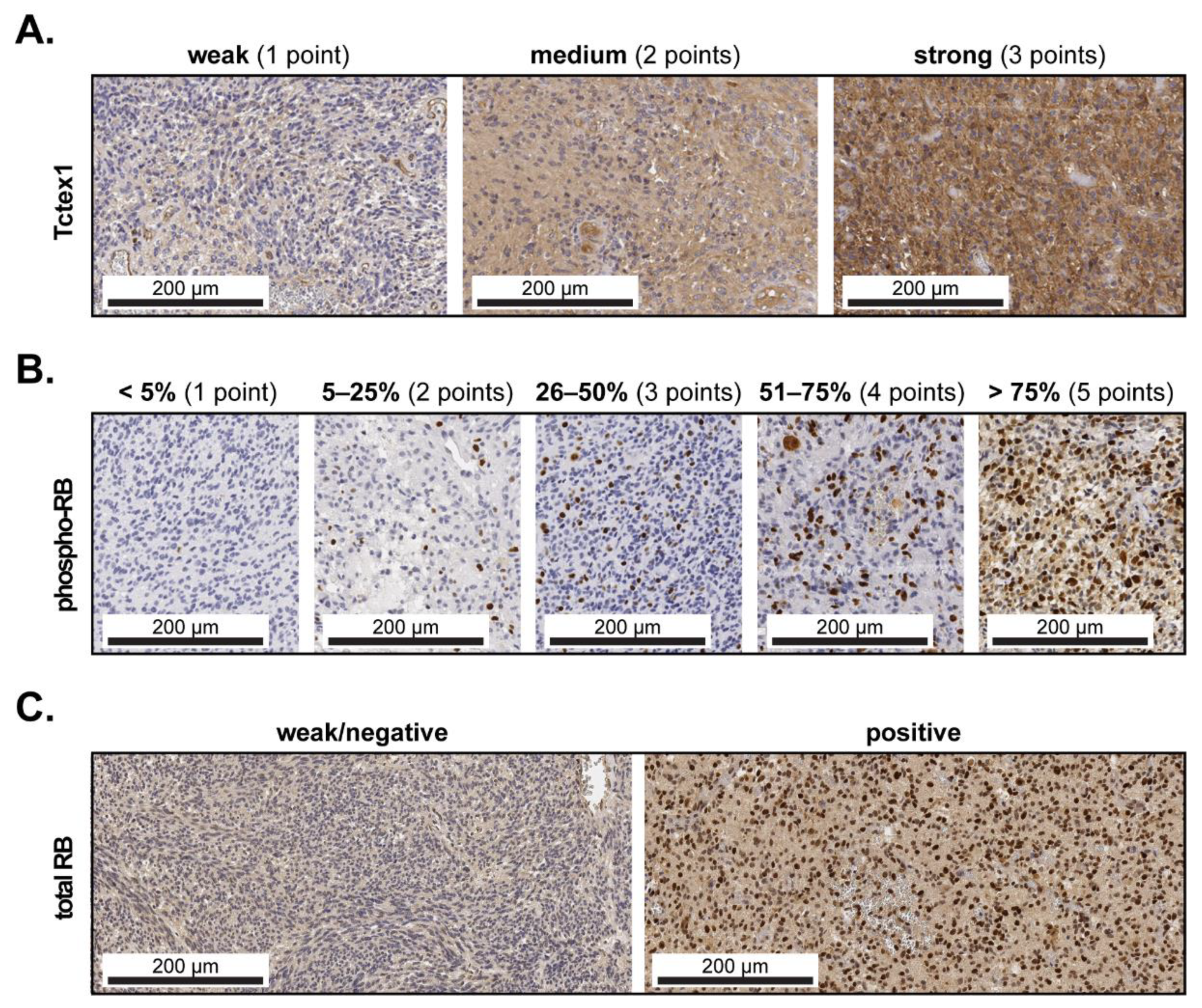 Cancers 13 02624 g001