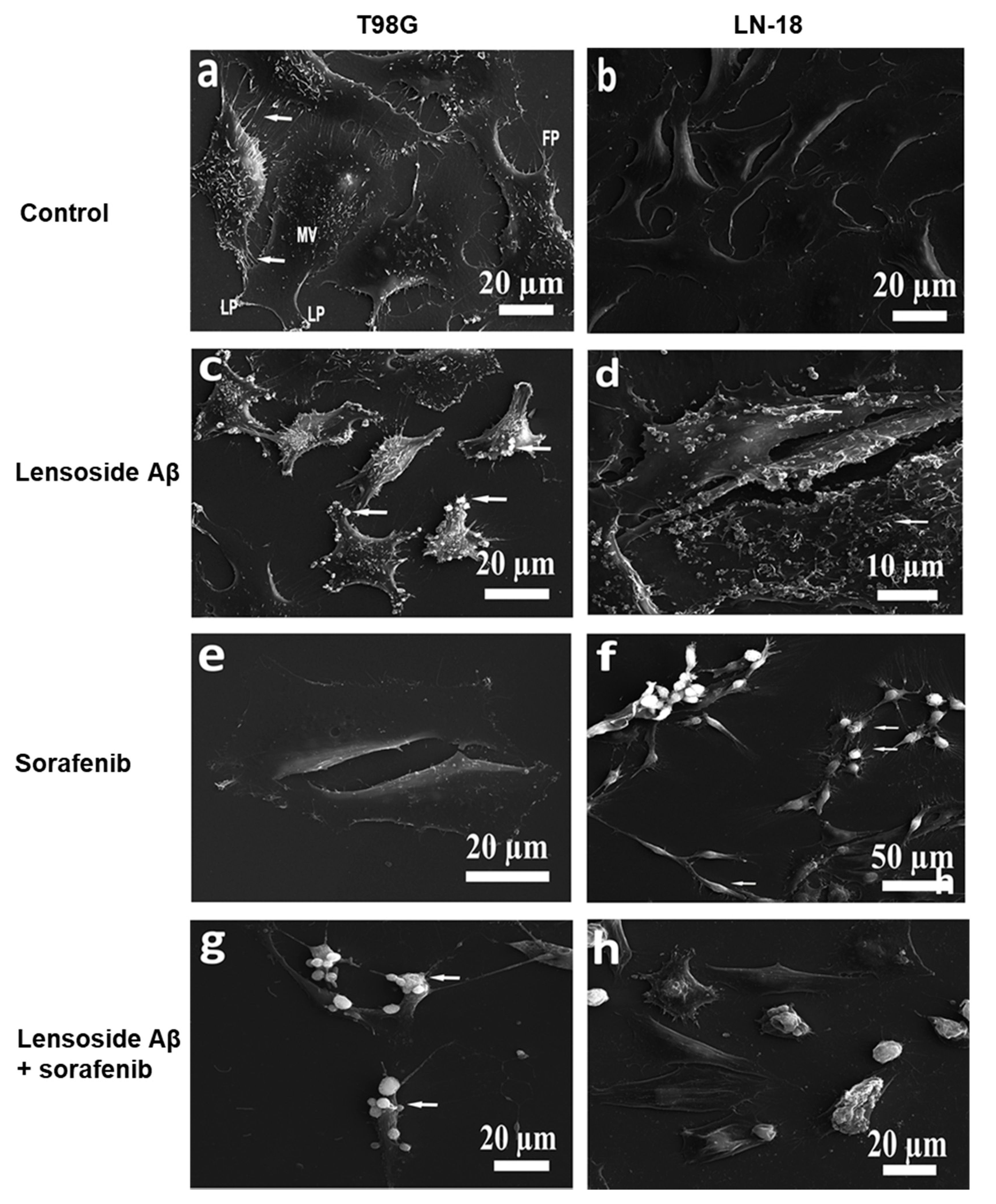 Cancers 13 02637 g010 Cancers 13 02637 g010