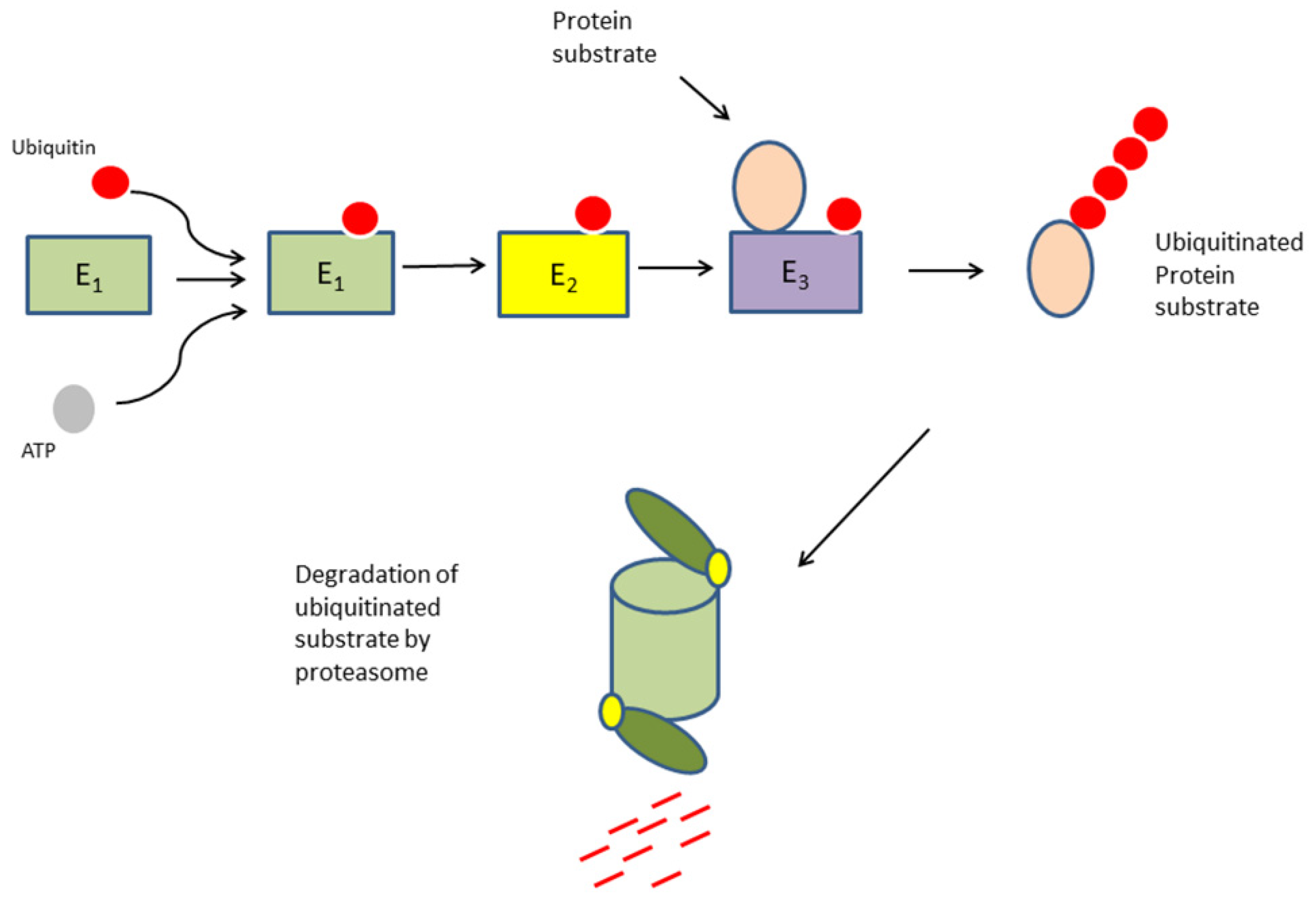 Cancers 13 02659 g001 Cancers 13 02659 g001