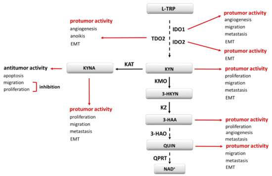 Not Only Immune Escape—The Confusing Role of the TRP