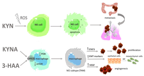 その他 Kk KEA O2センサー 2Z0-259 アクセラスポーツ BM5FS リア側用 PE12