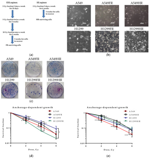 IR-Surviving NSCLC Cells Exhibit Different Patterns of Molecular