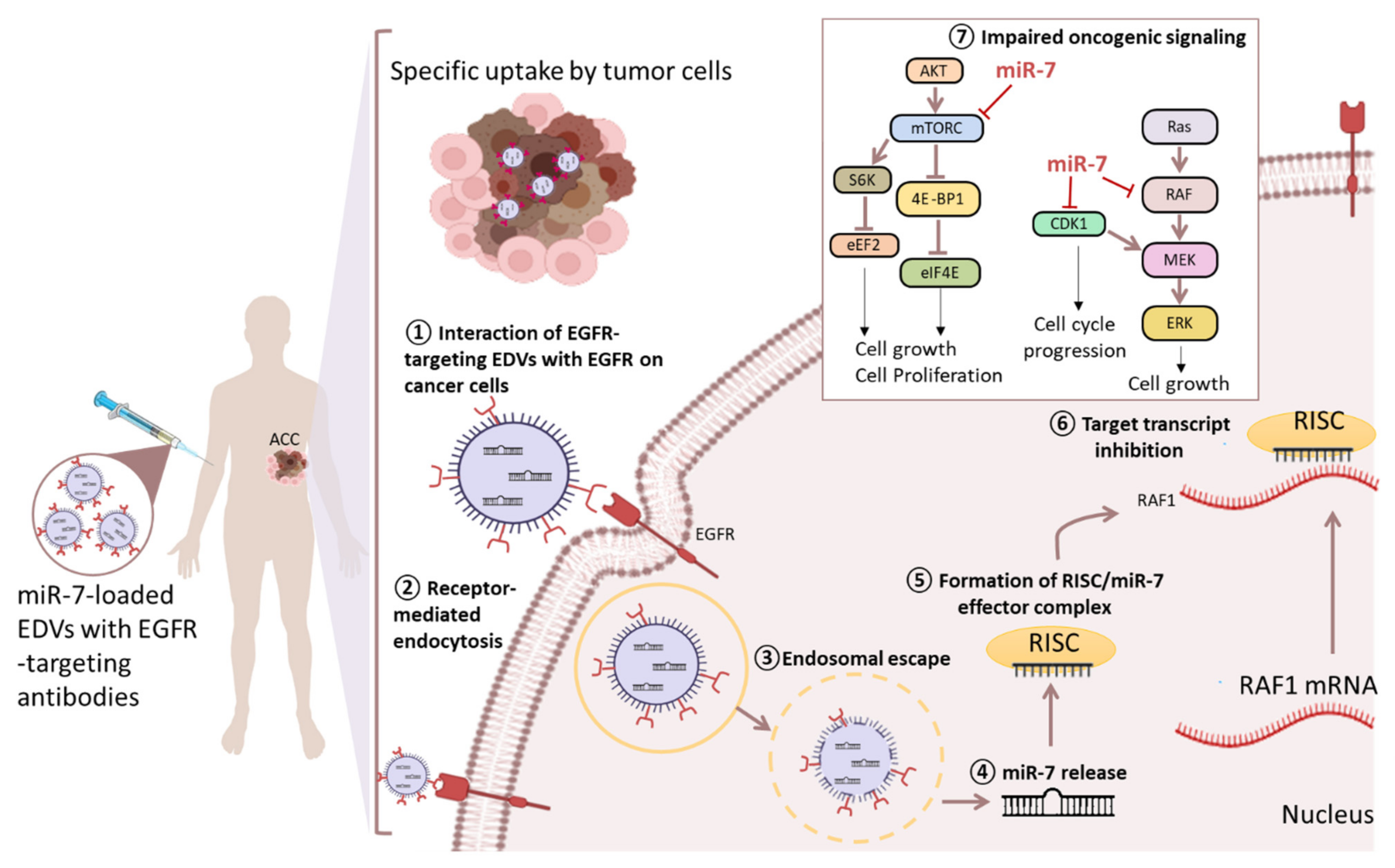 What Does Fluid Build Up Mean In Cancer Patients