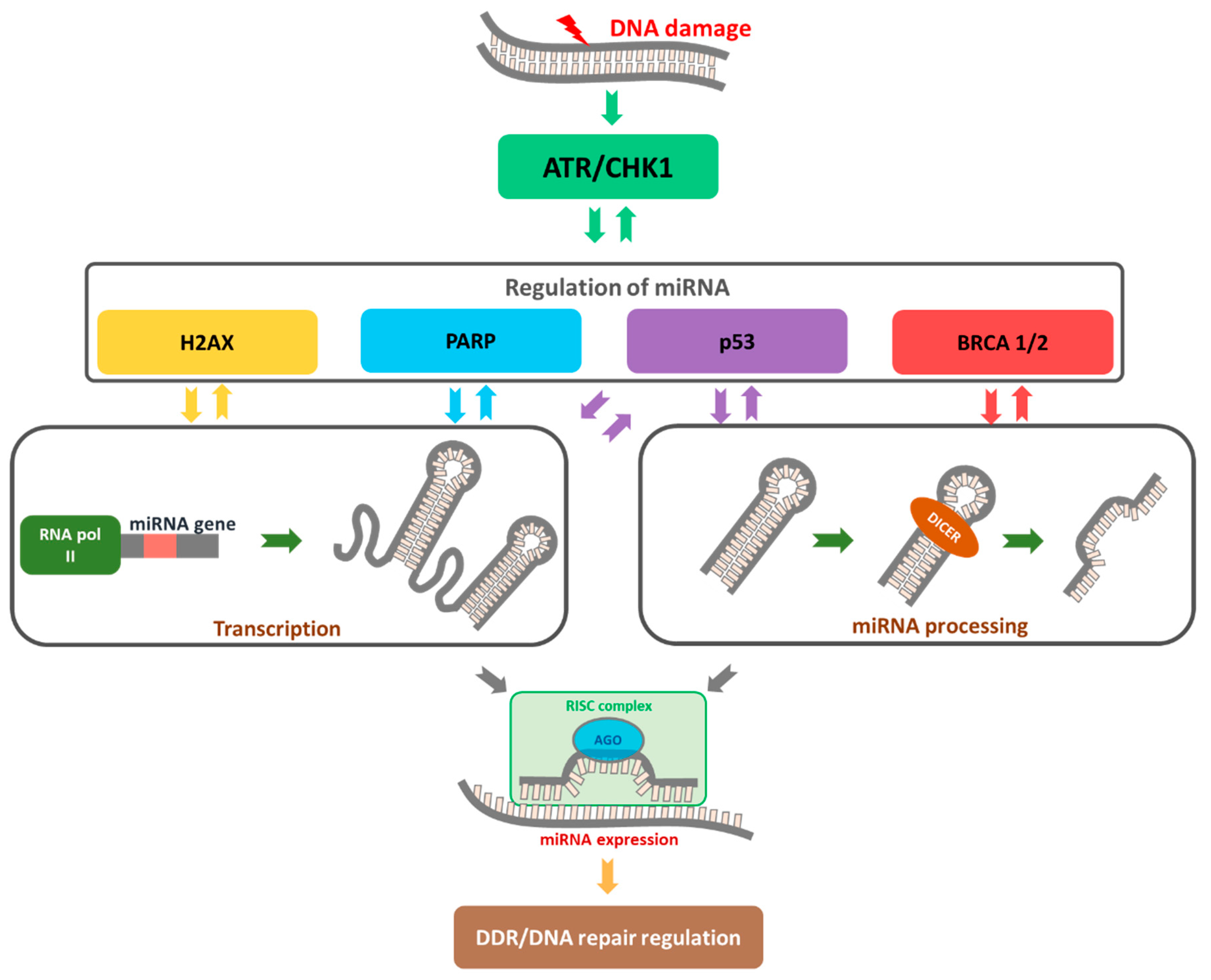 Cancers 13 02690 g002