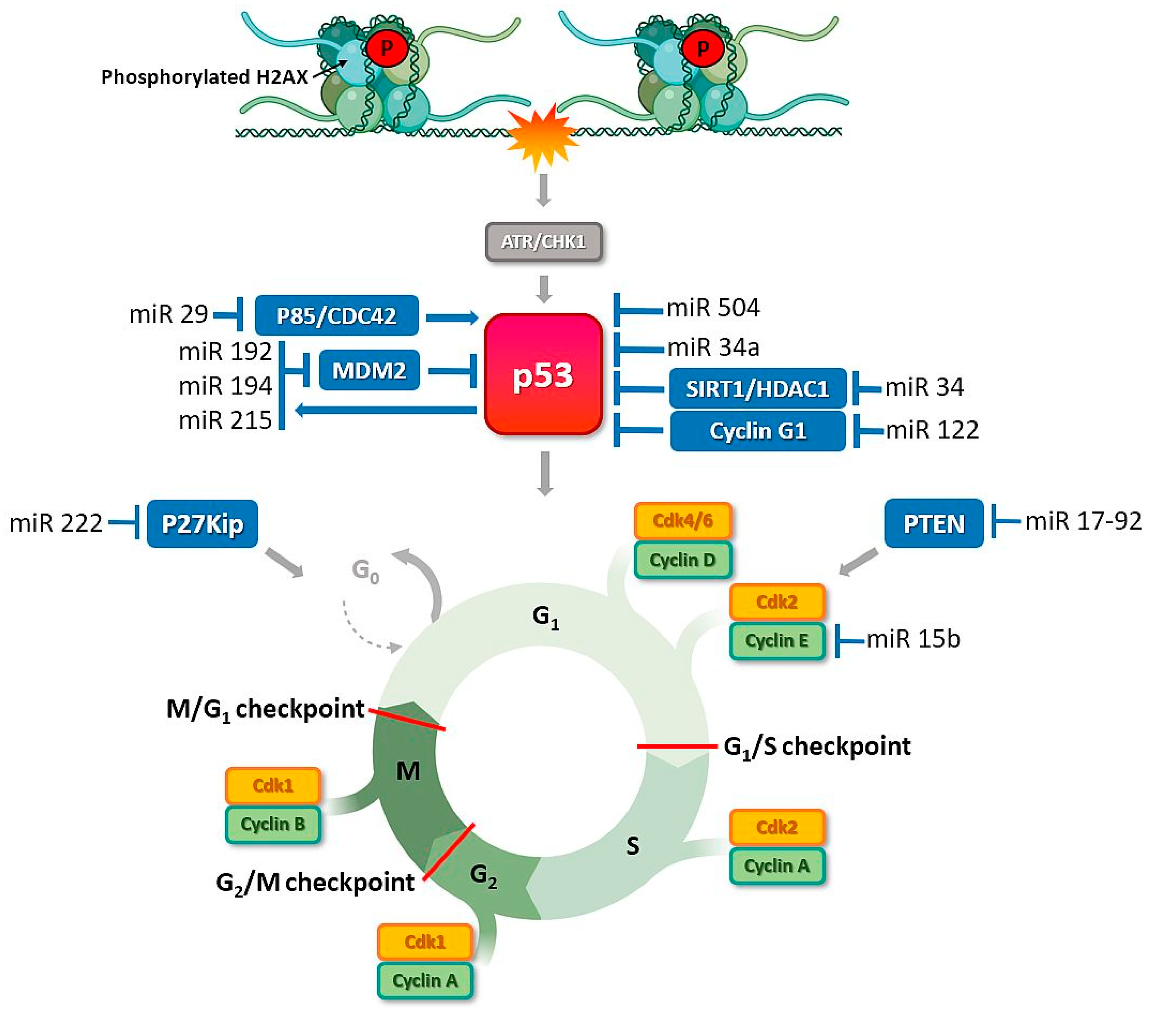 Cancers 13 02690 g003
