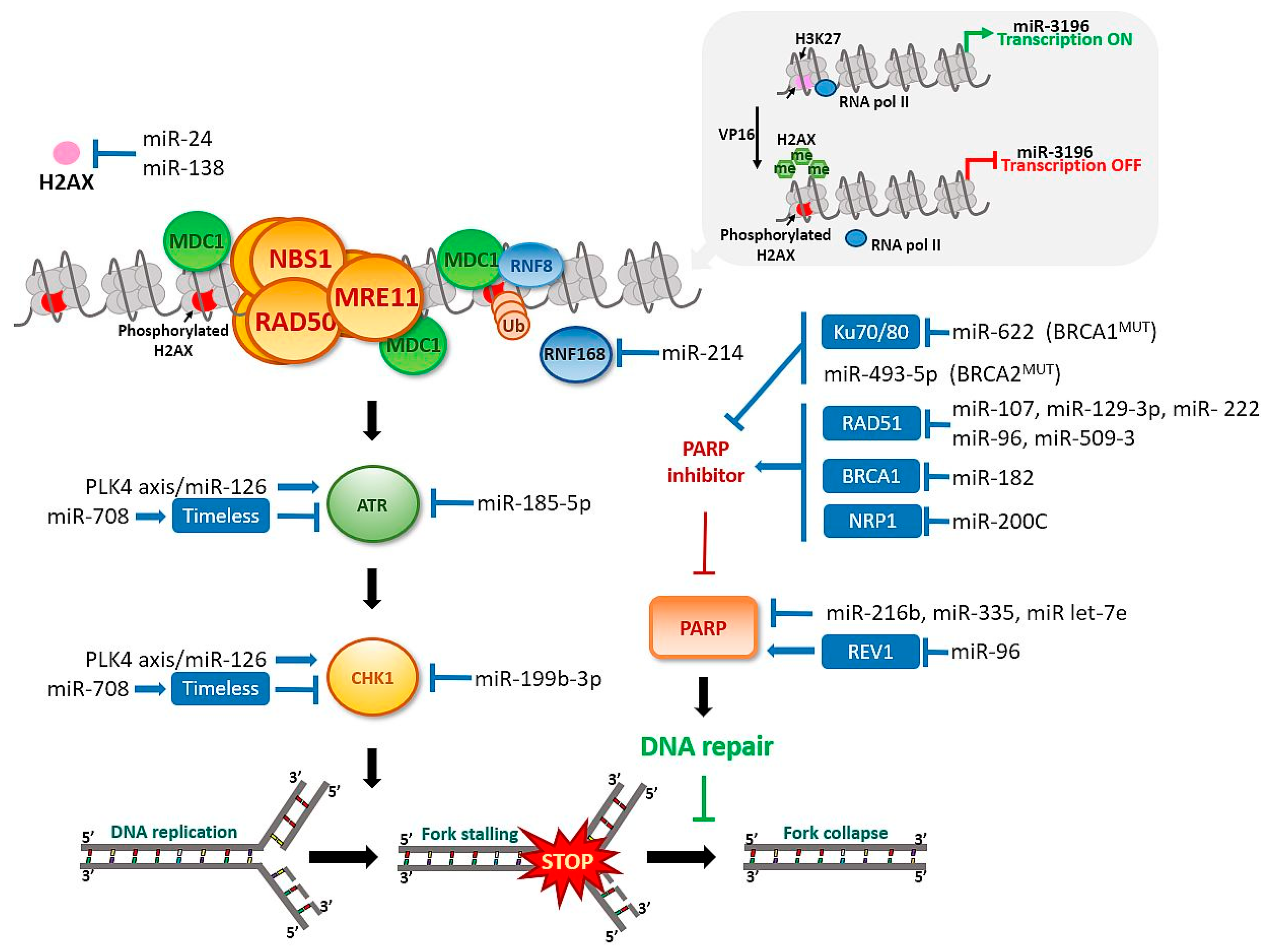 Cancers 13 02690 g004