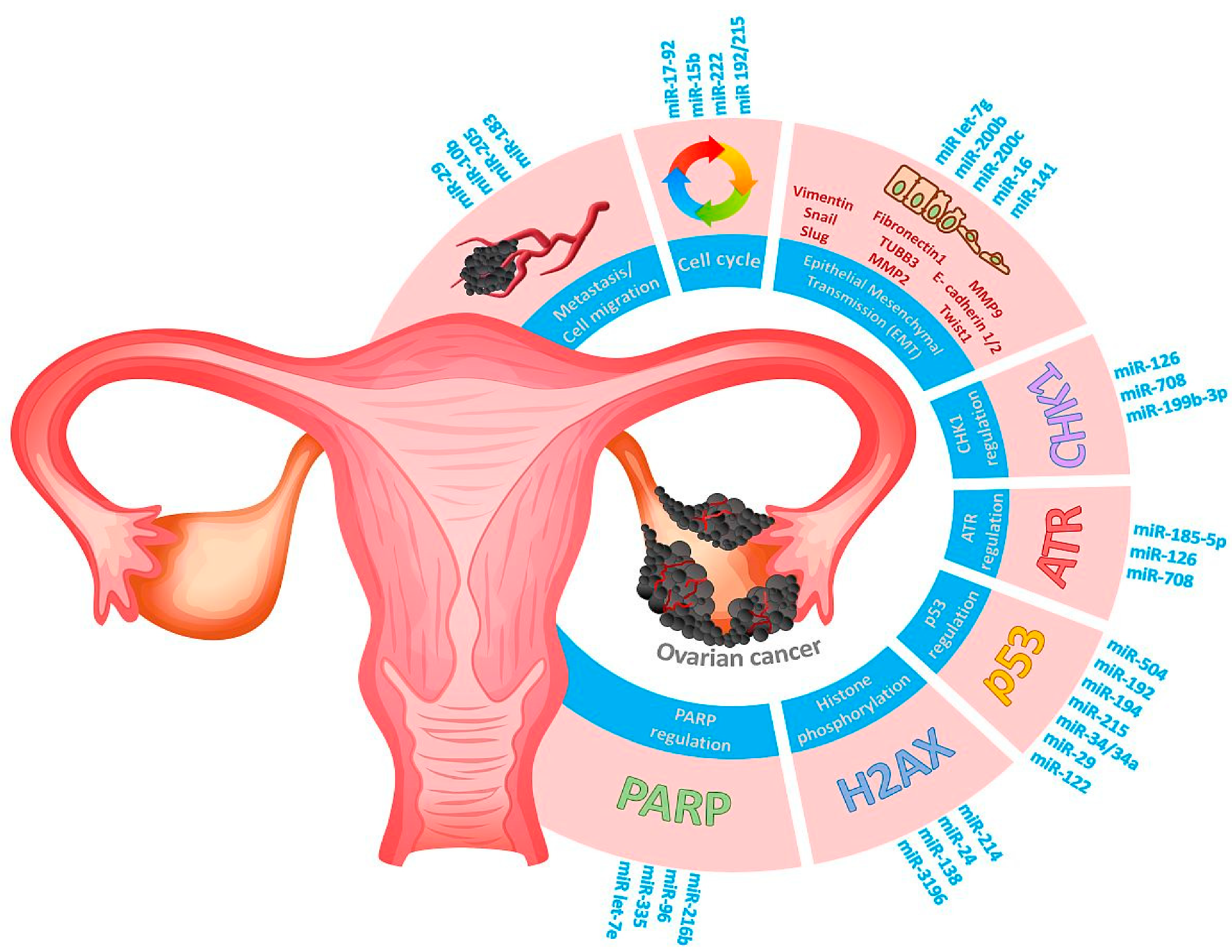 Cancers 13 02690 g005