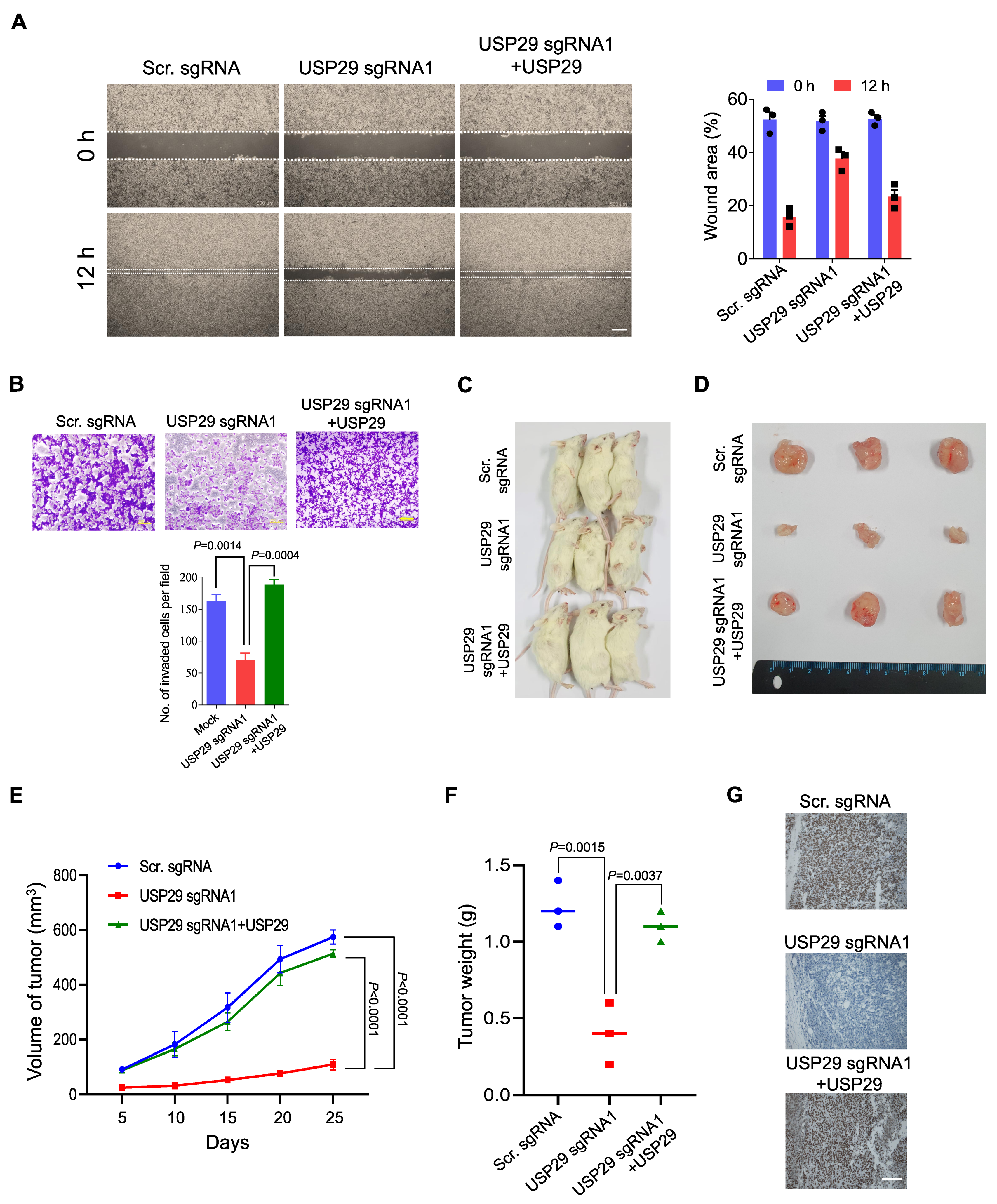 Cancers 13 02706 g005 Cancers 13 02706 g005