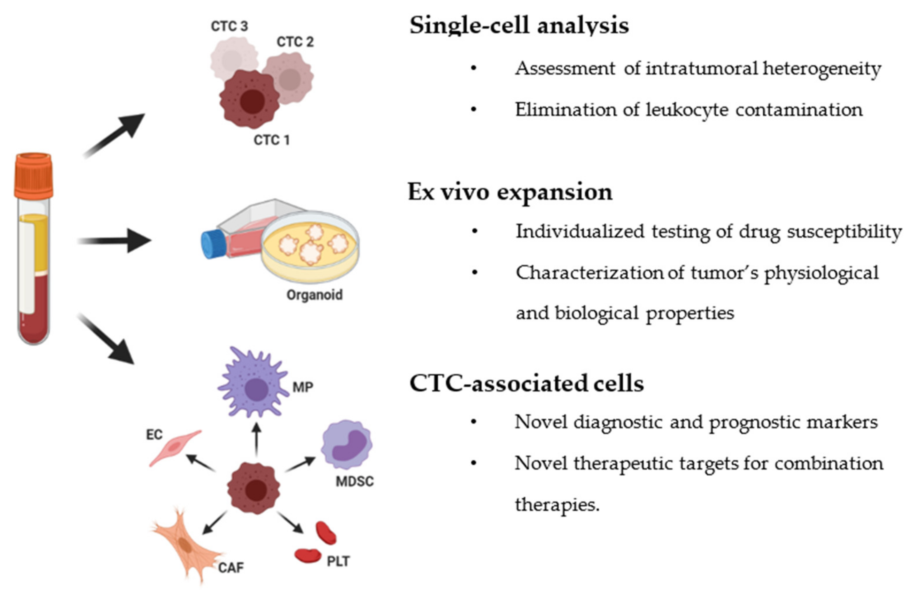 Cancers Free Full Text Circulating Tumor Cells From Enumeration To Analysis Current Challenges And Future Opportunities Html
