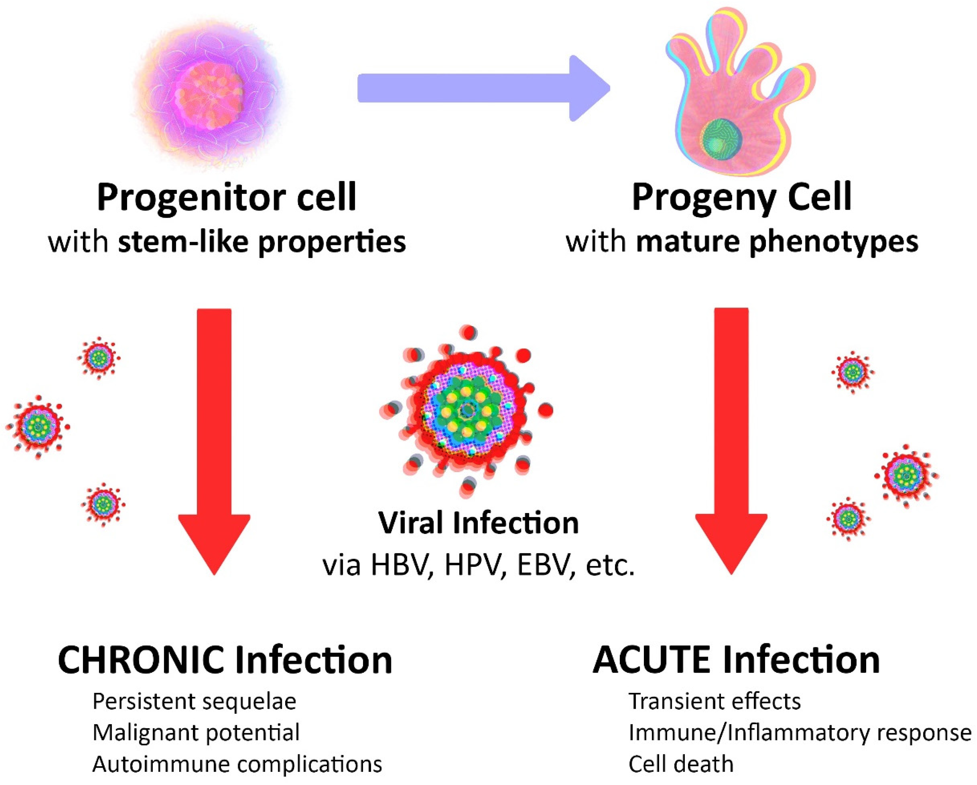hpv cancer barbati
