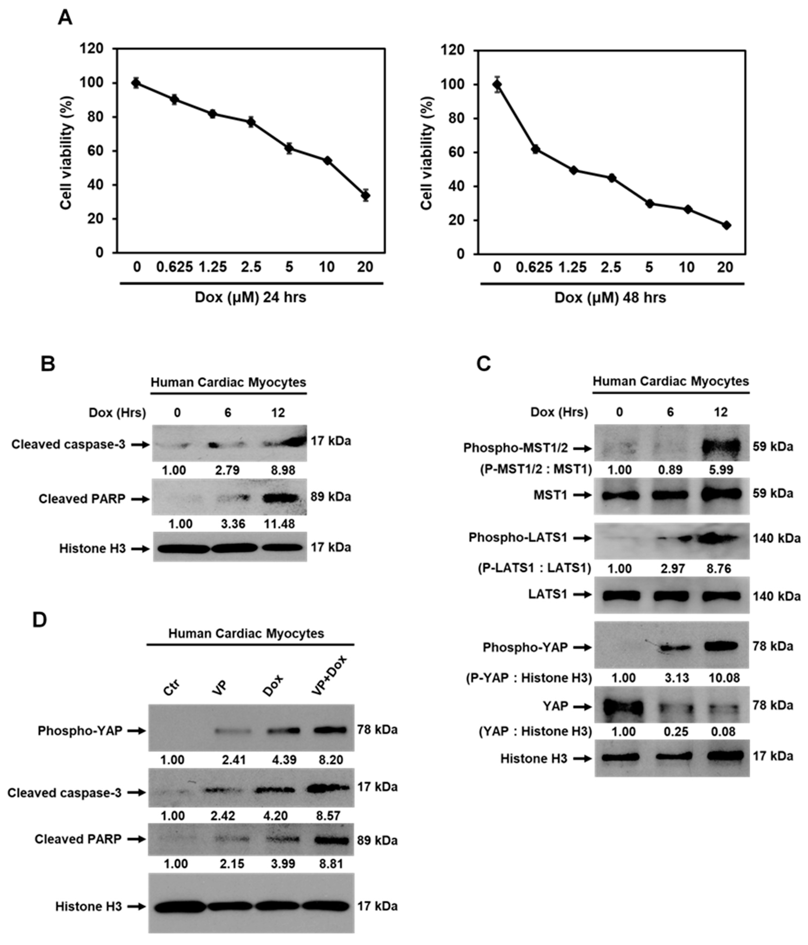 Cancers 13 02740 g008a Cancers 13 02740 g008a