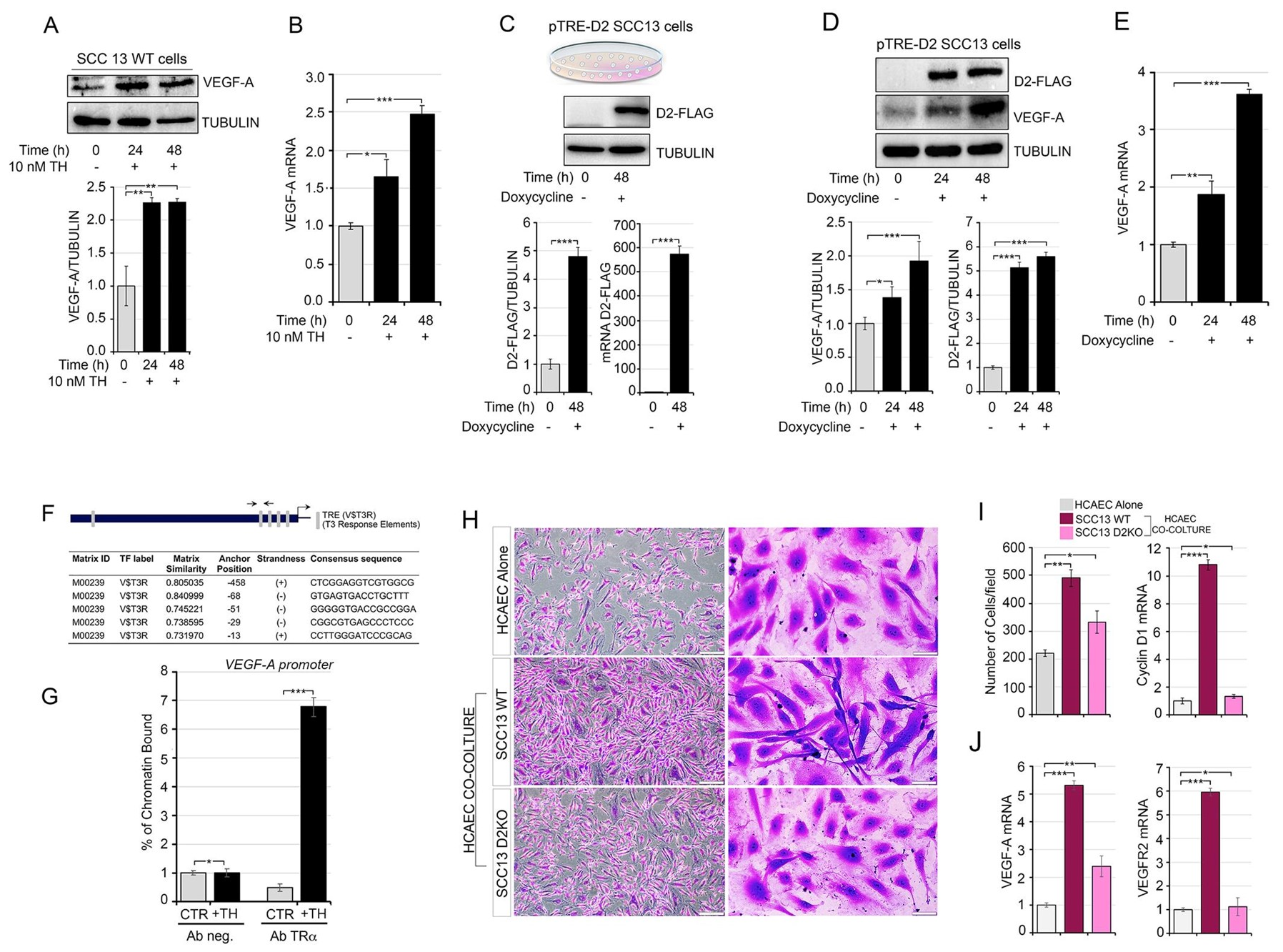 Cancers 13 02743 g001 Cancers 13 02743 g001