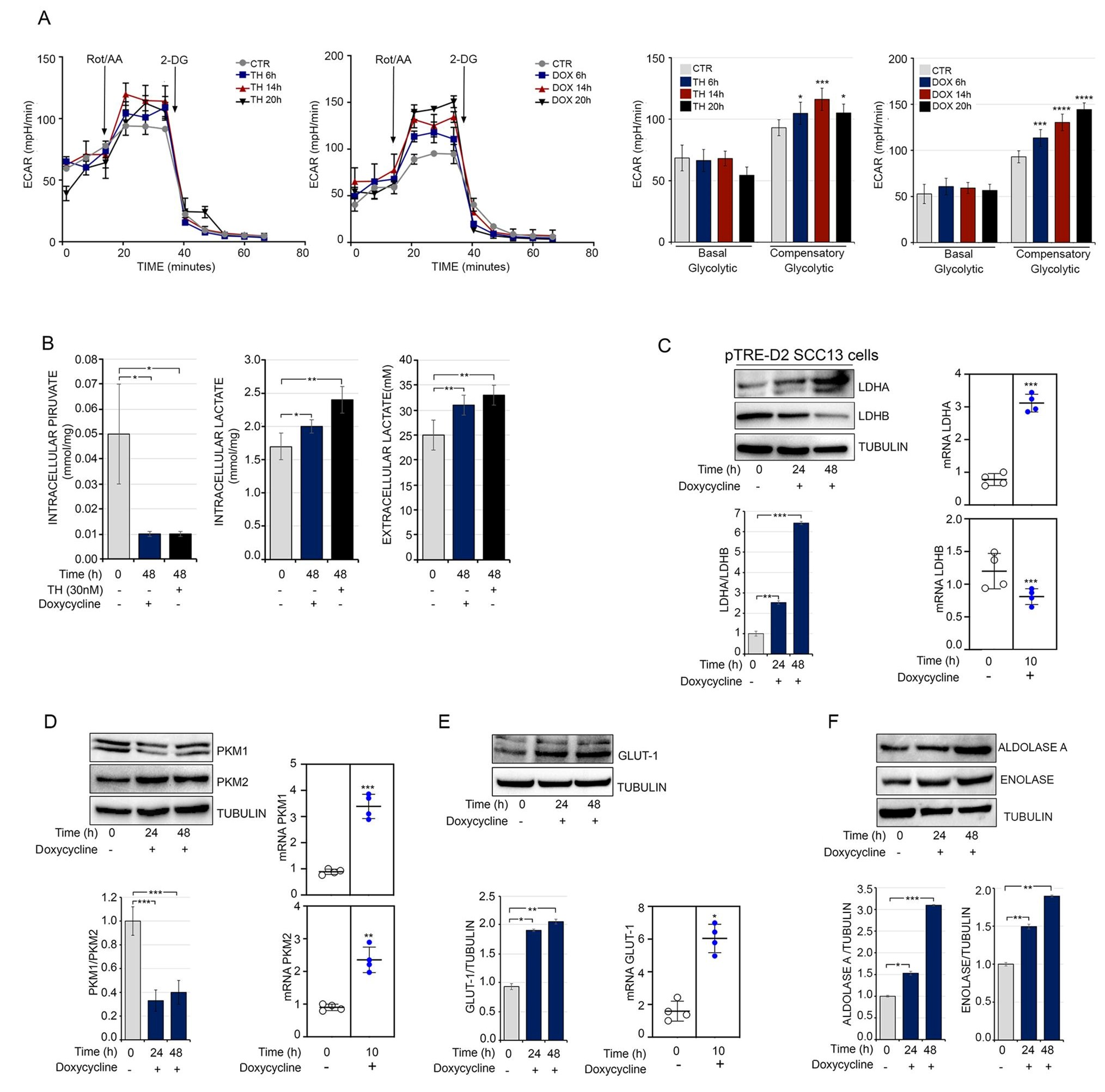 Cancers 13 02743 g005 Cancers 13 02743 g005