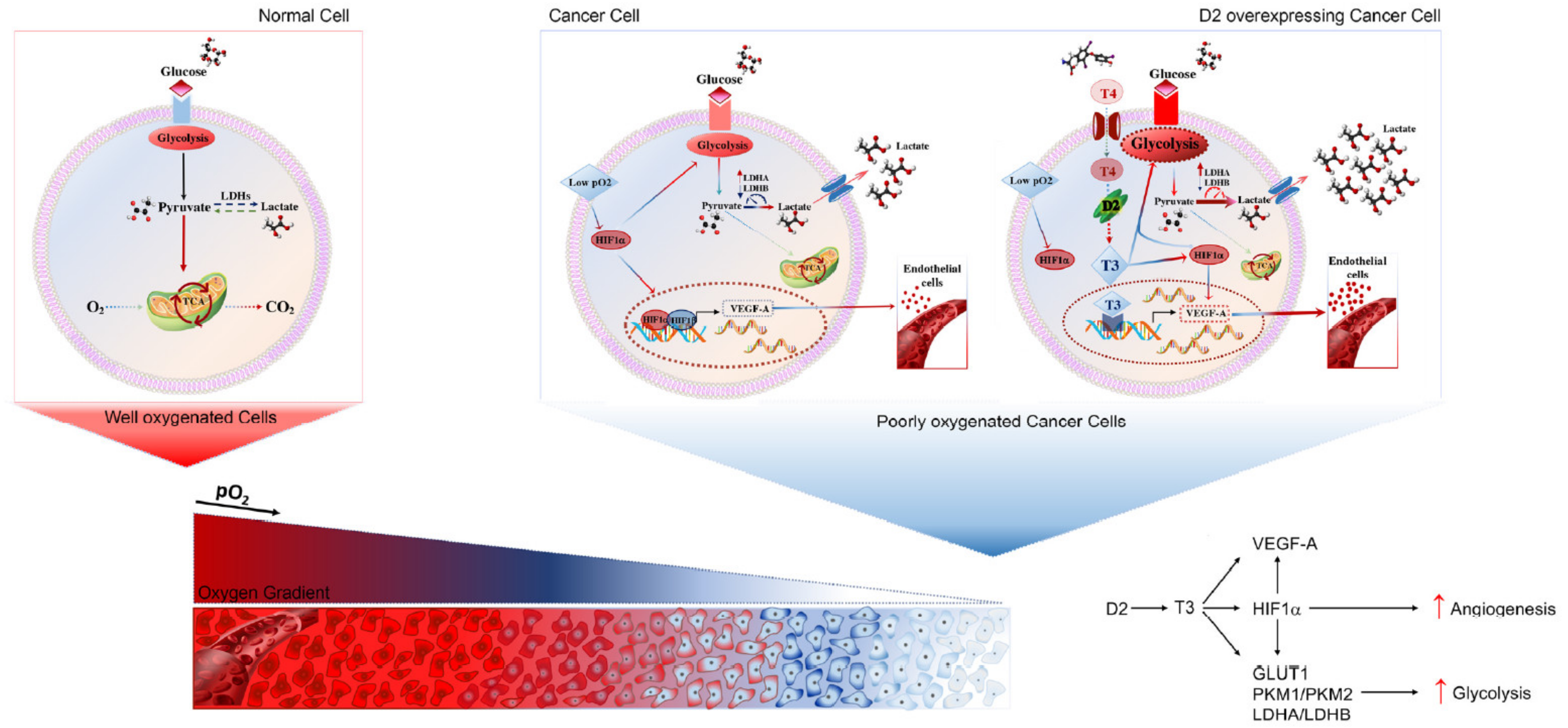 Cancers 13 02743 g007 Cancers 13 02743 g007