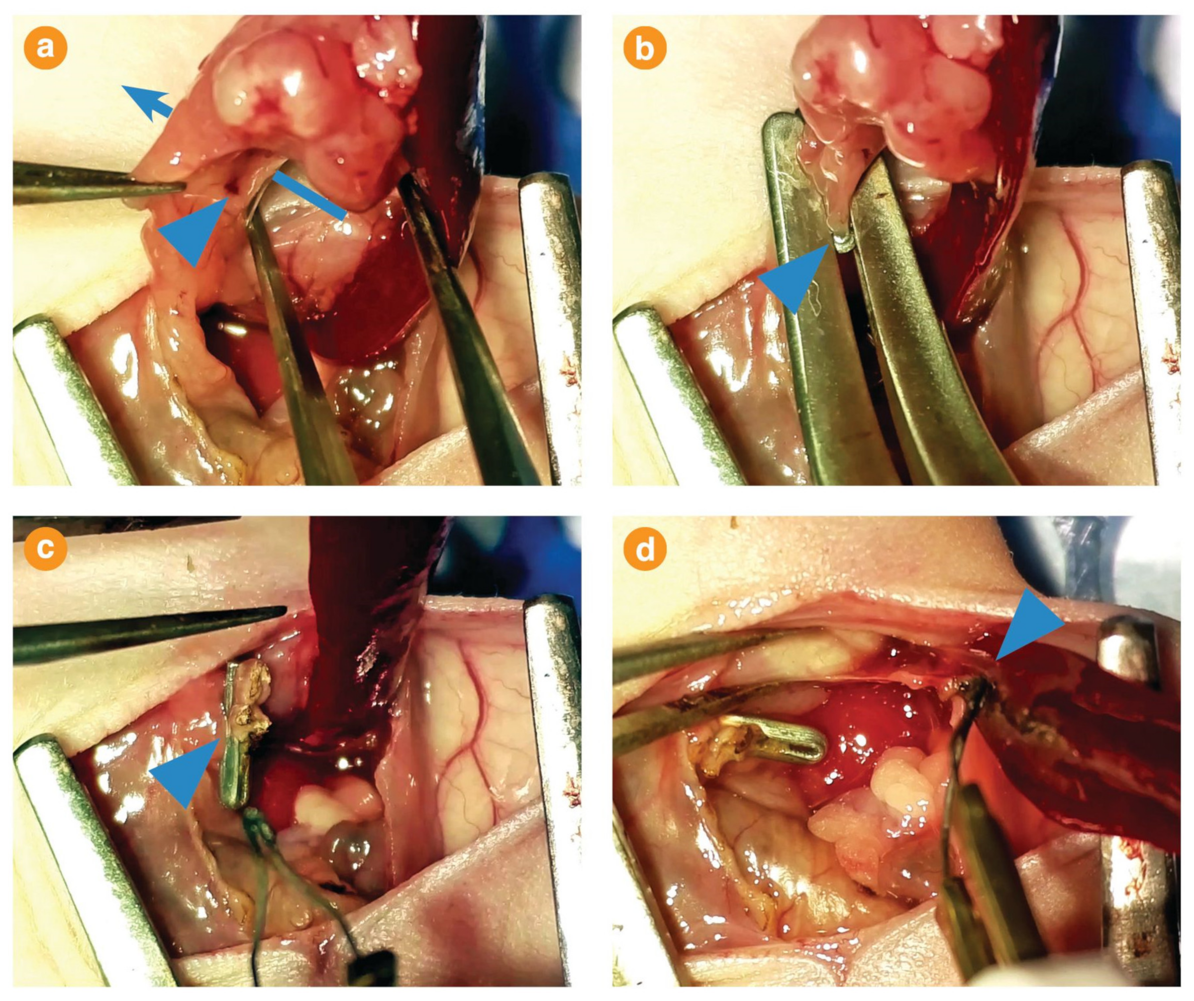 Cancers 13 02763 g0a3 Cancers 13 02763 g0a3