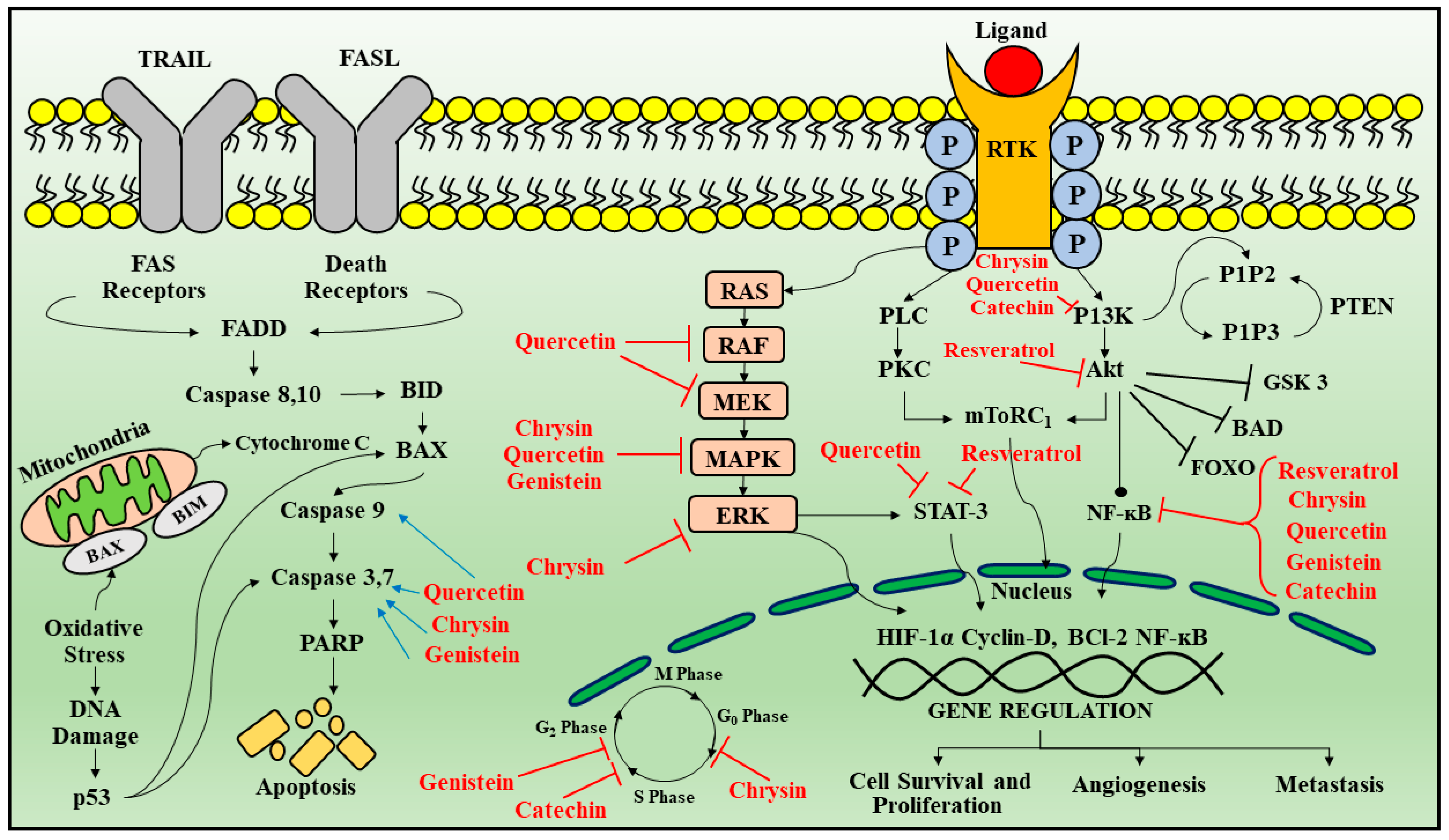 Cancers 13 02765 g003