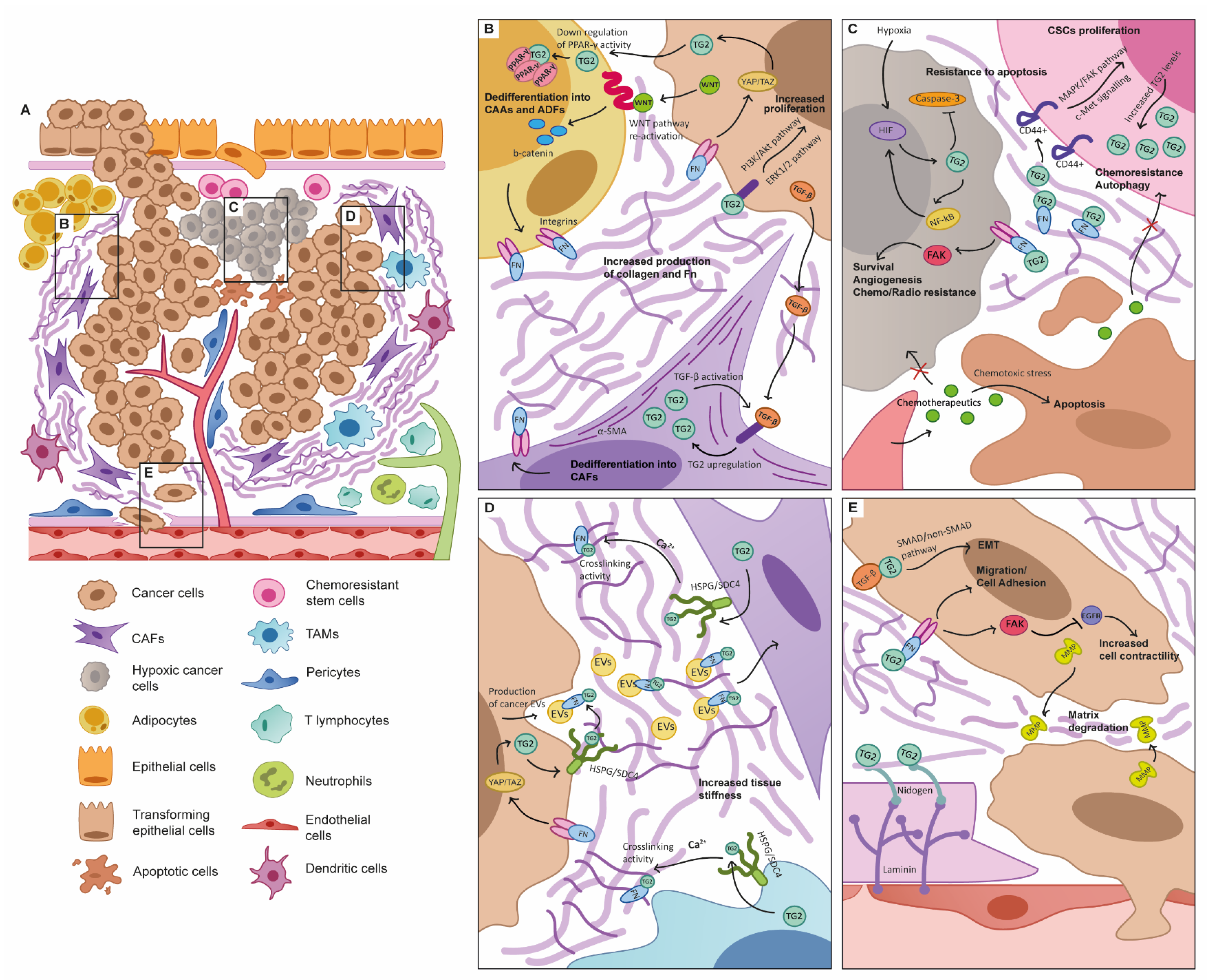 Cancers Free Full Text The Biological And Biomechanical Role Of Transglutaminase 2 In The Tumour Microenvironment Html