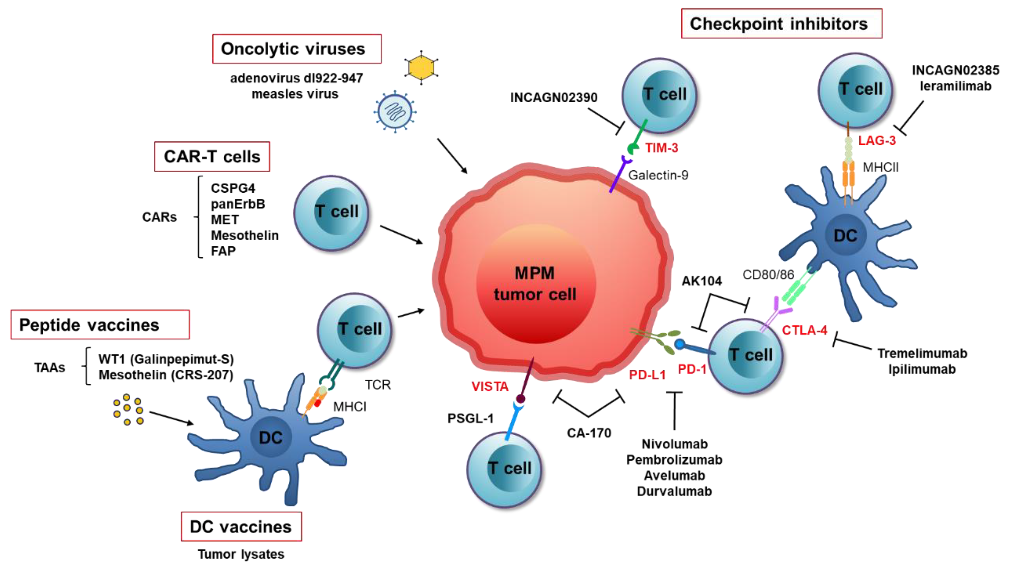 malignant mesothelioma cell lines