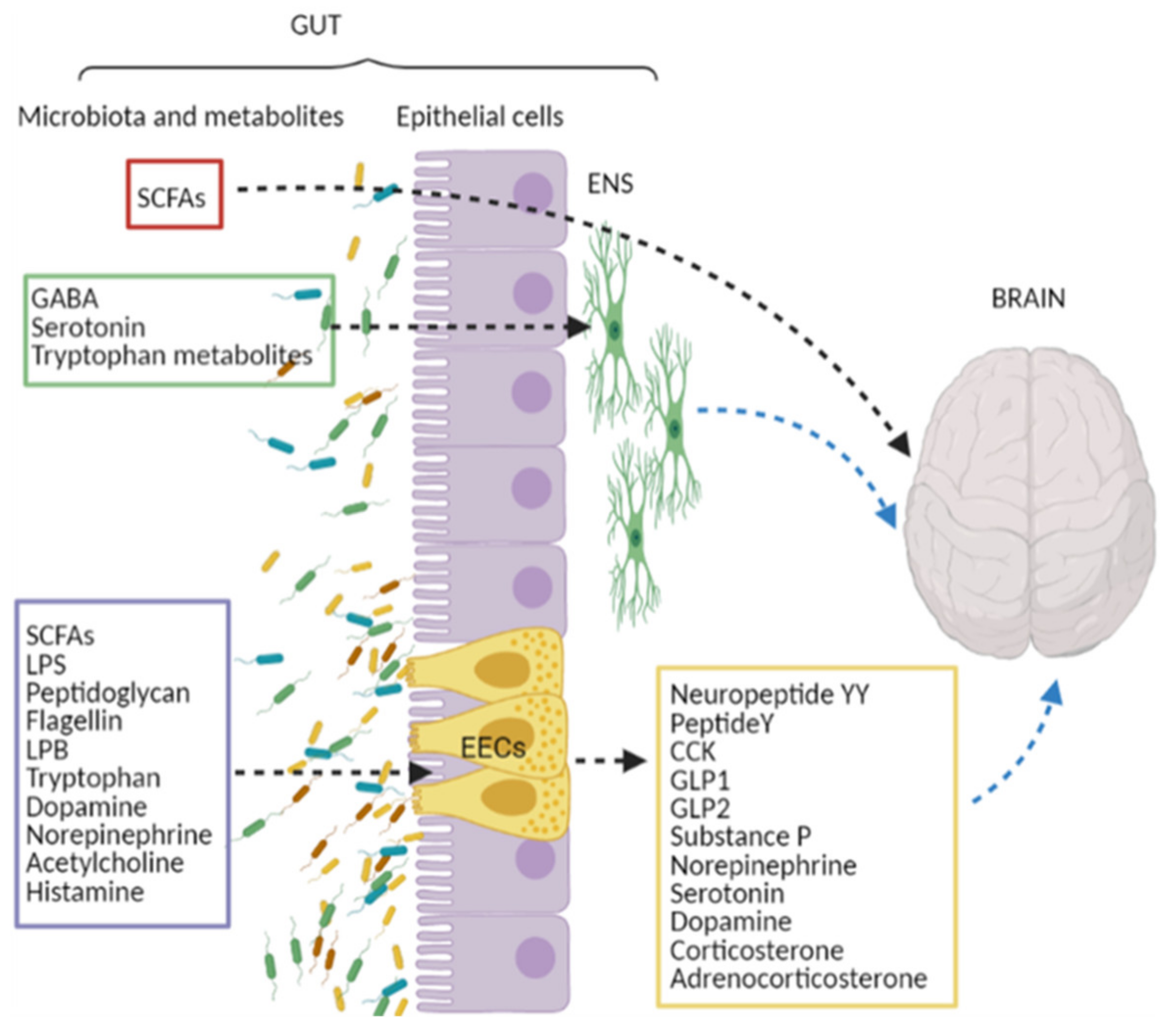 Cancers | Free Full-Text | Neuro-Signals from Gut Microbiota 