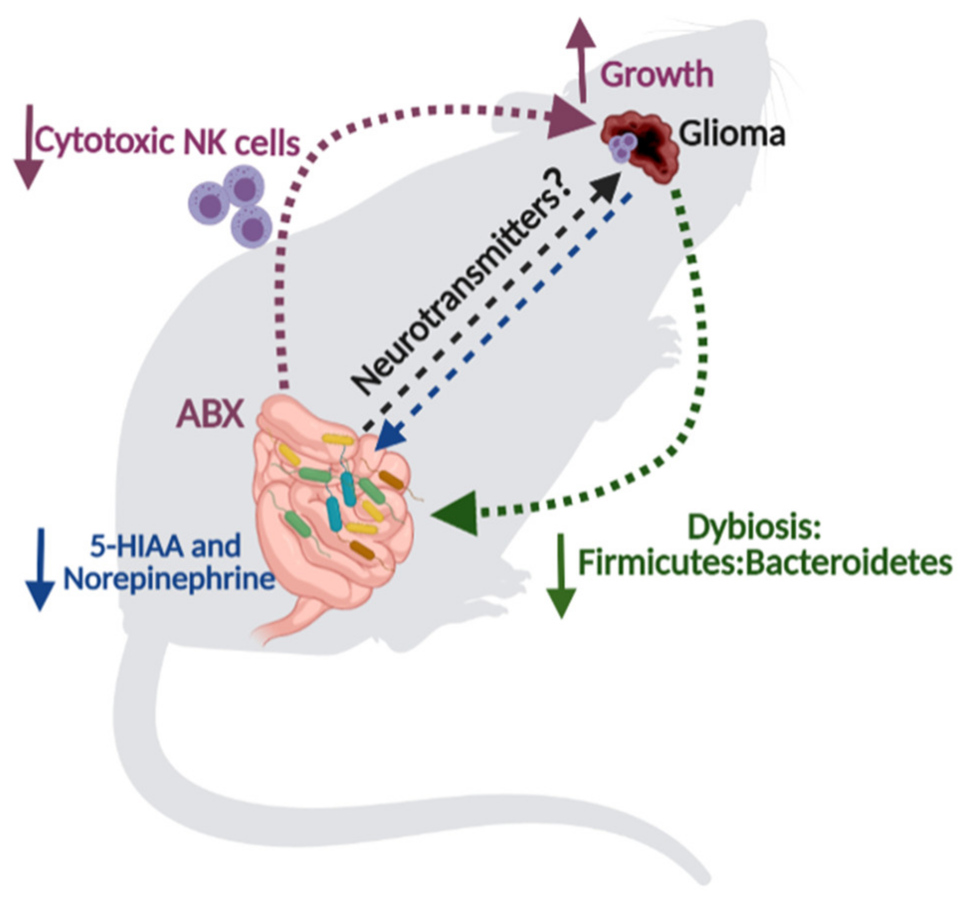 Neuro-Signals from Gut Microbiota: Perspectives for Brain Glioma