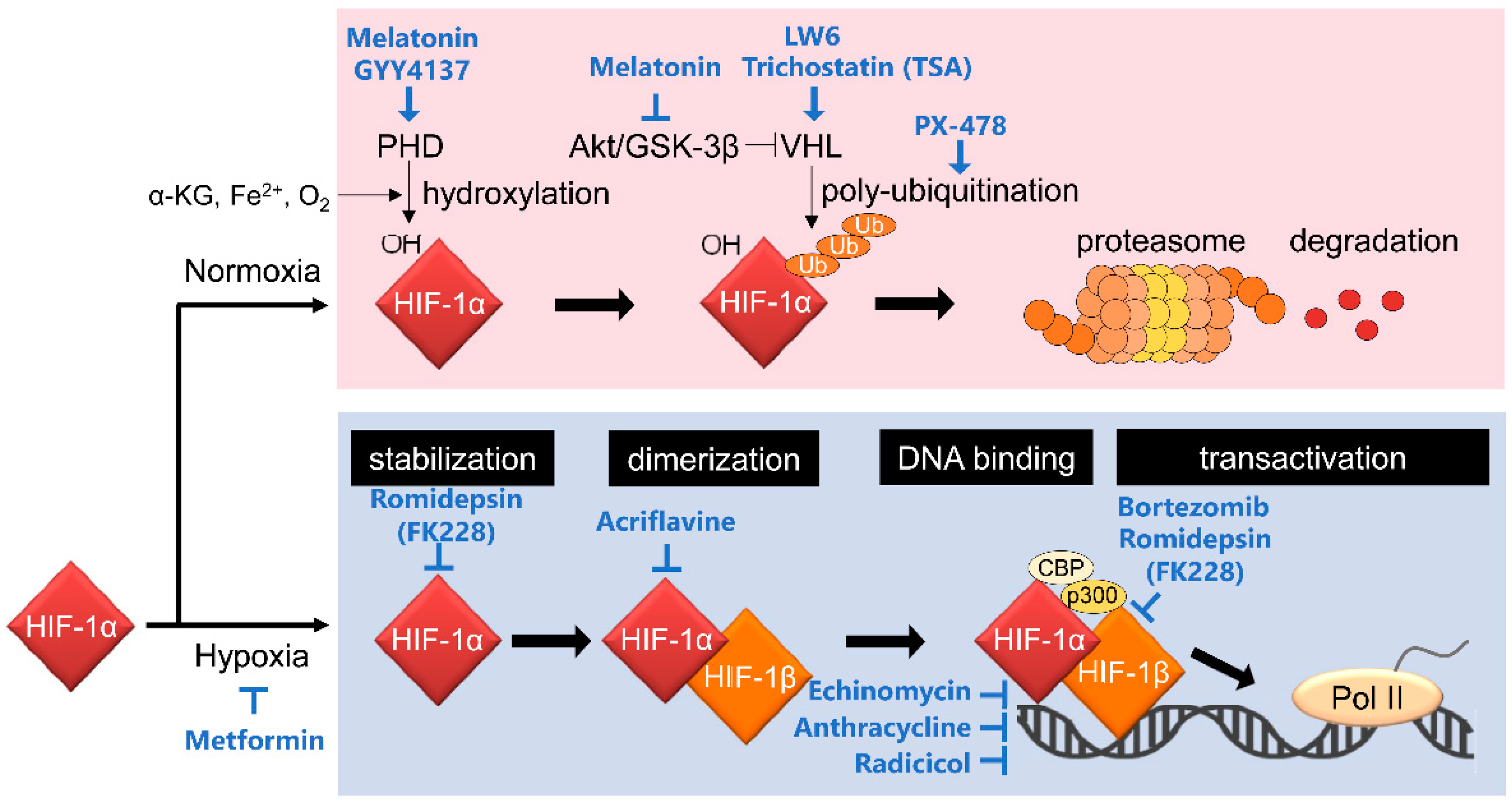 Detrimental Roles of Hypoxia-Inducible Factor-1α in Severe