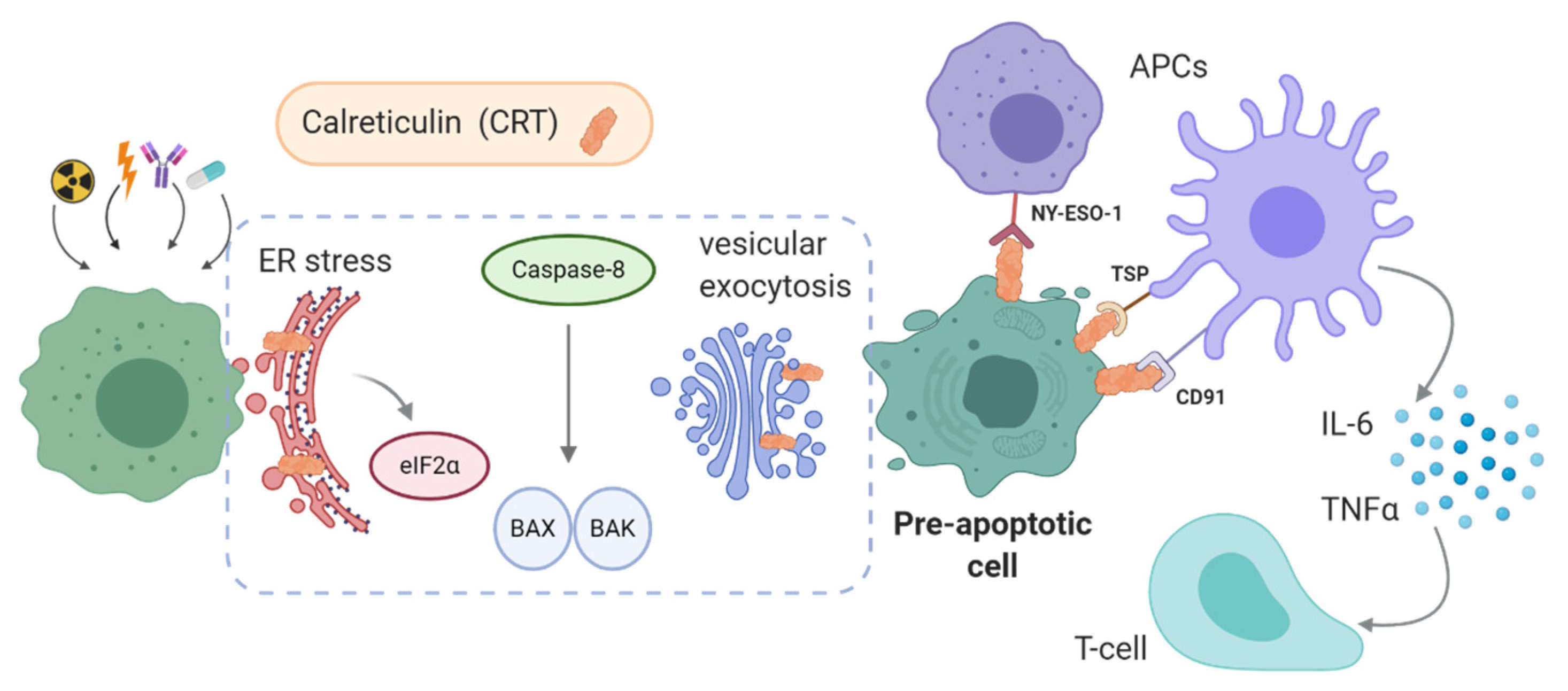 Cancers 13 02821 g004 Cancers 13 02821 g004