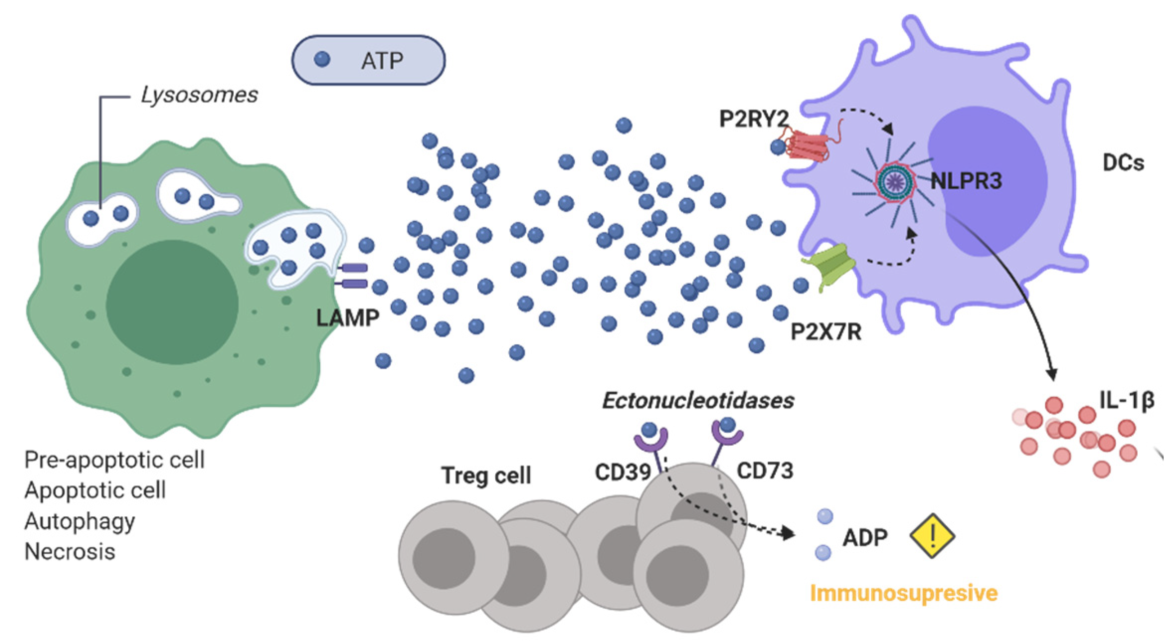 Cancers 13 02821 g006 Cancers 13 02821 g006